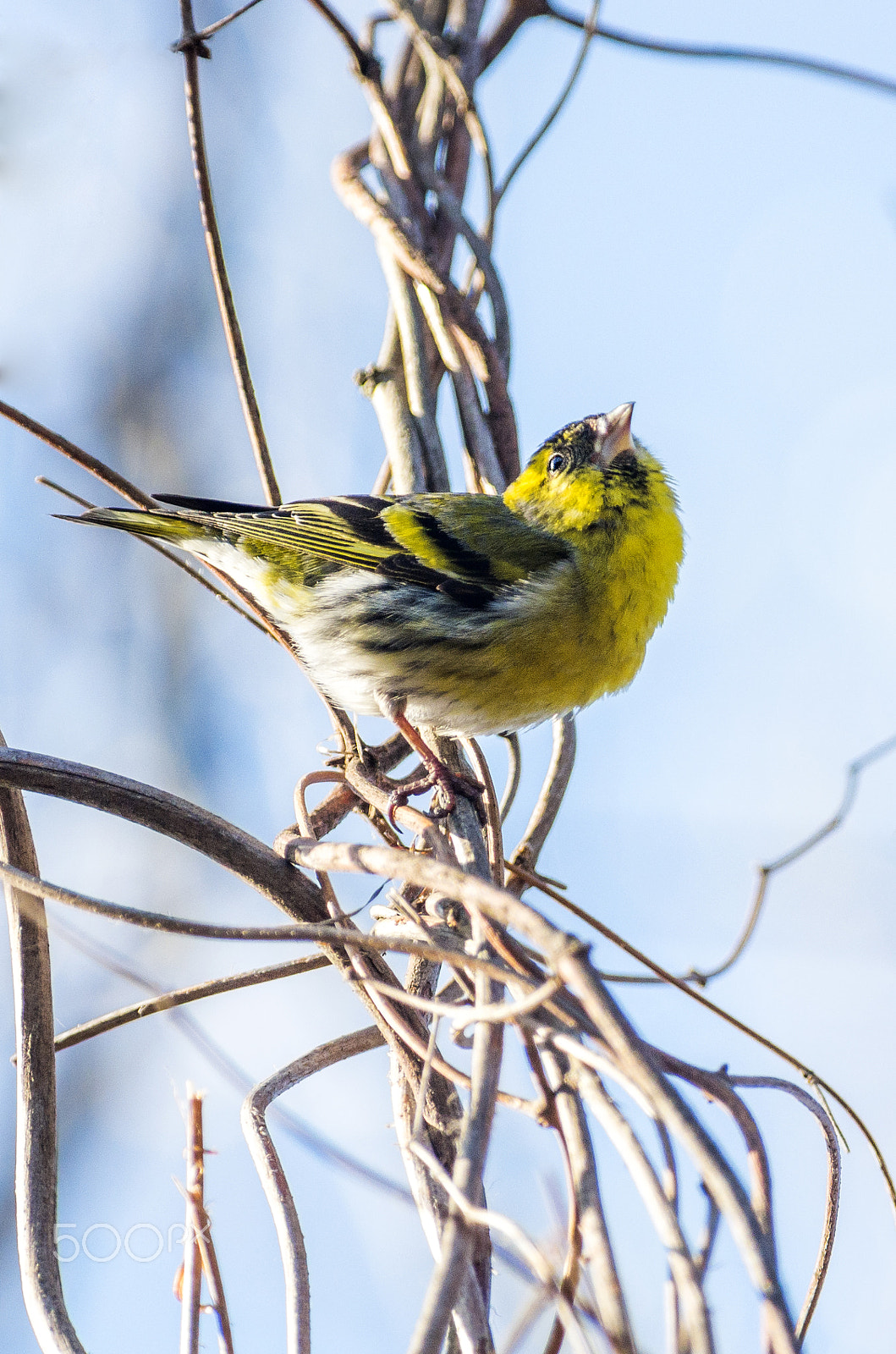 Pentax smc DA* 300mm F4.0 ED (IF) SDM sample photo. Siskin photography