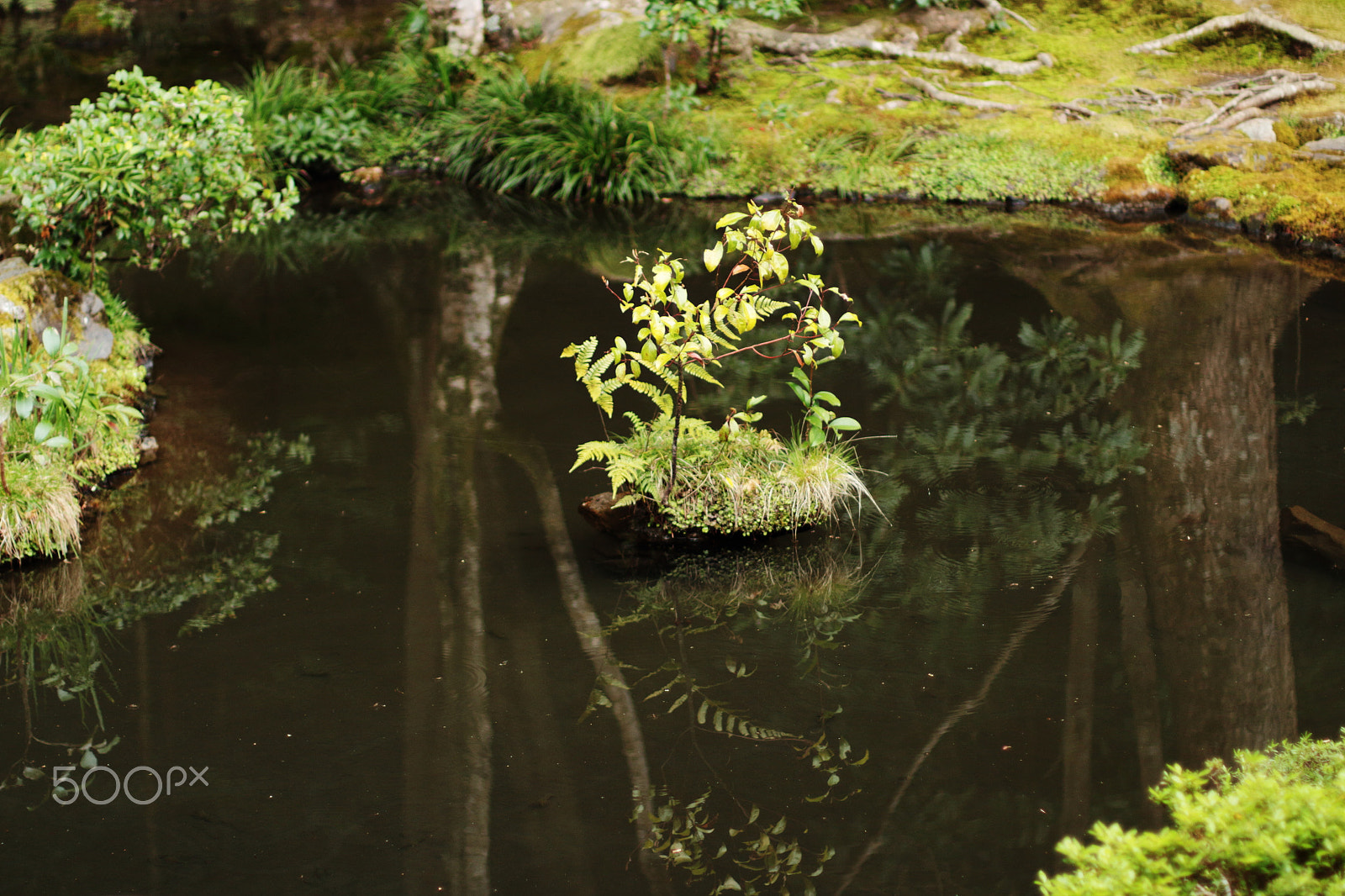 Canon EOS 100D (EOS Rebel SL1 / EOS Kiss X7) + Canon EF 50mm F1.4 USM sample photo. Pond and island photography