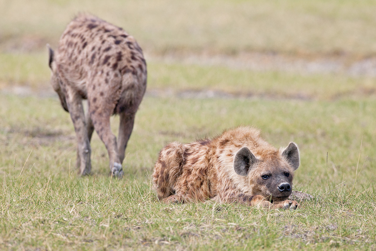 Canon EOS-1Ds Mark III + Canon EF 600mm f/4L IS sample photo. Spotted hyena photography