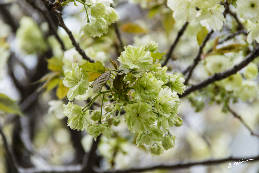 Canon EOS M3 sample photo. The ukon-sakura photography