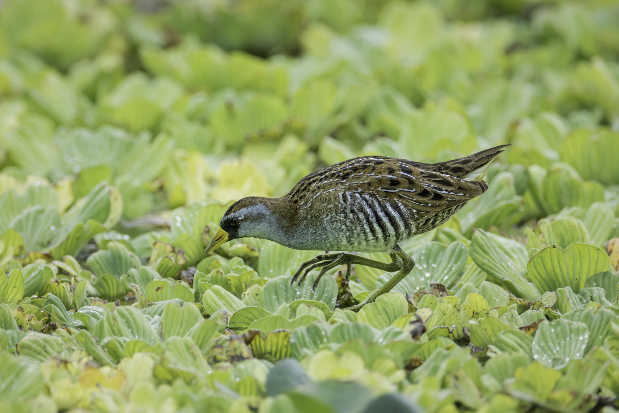 Nikon D7100 + Nikon AF-S Nikkor 600mm F4G ED VR sample photo. Que sora sora... photography