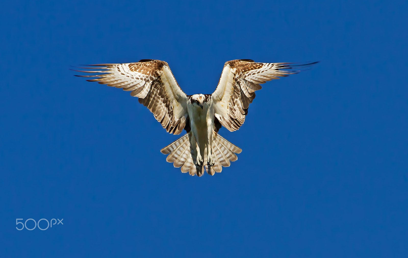 Canon EF 300mm F2.8L IS II USM sample photo. Osprey hunting photography