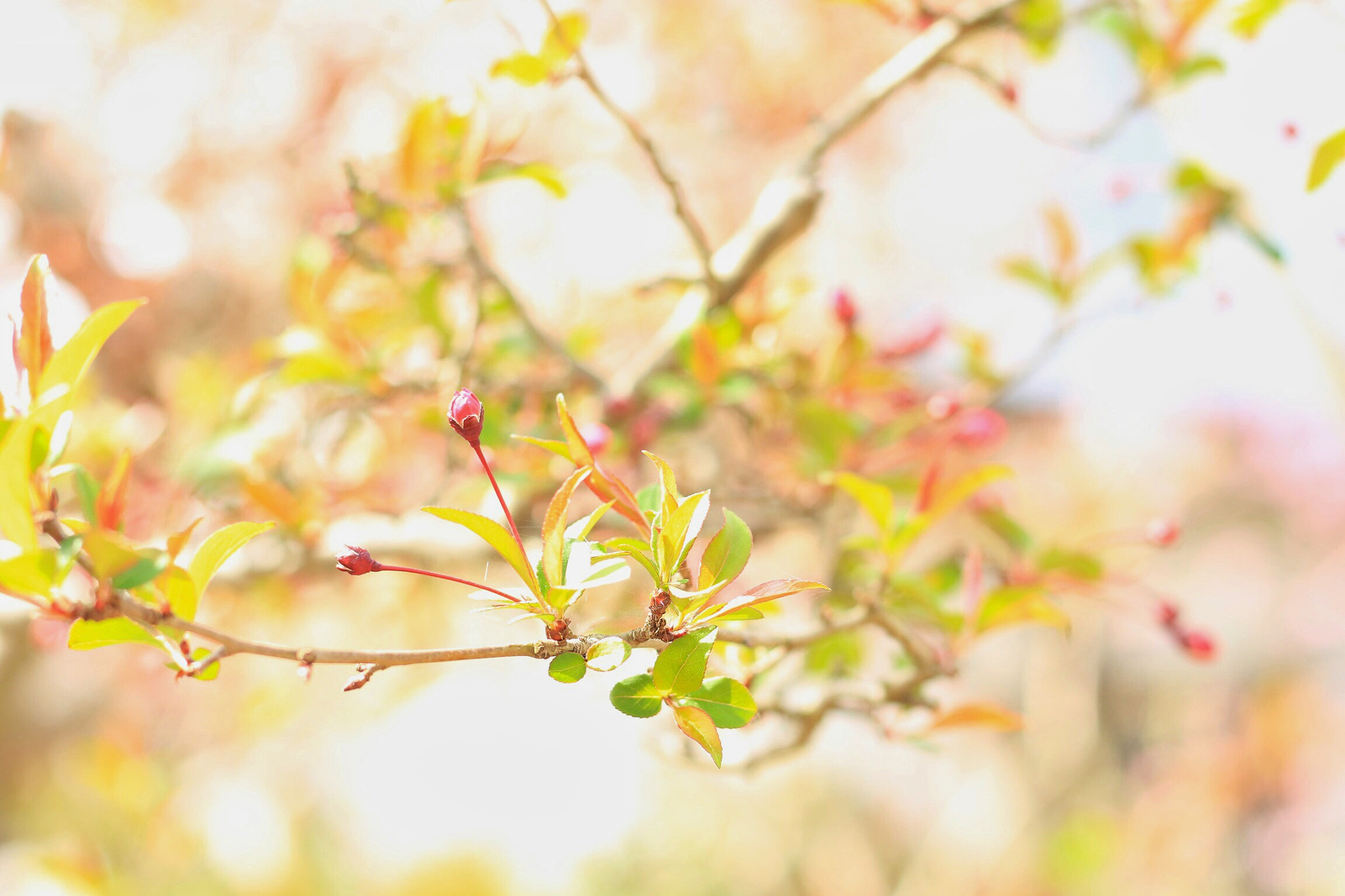 Canon EOS M + Canon EF 50mm F1.8 STM sample photo