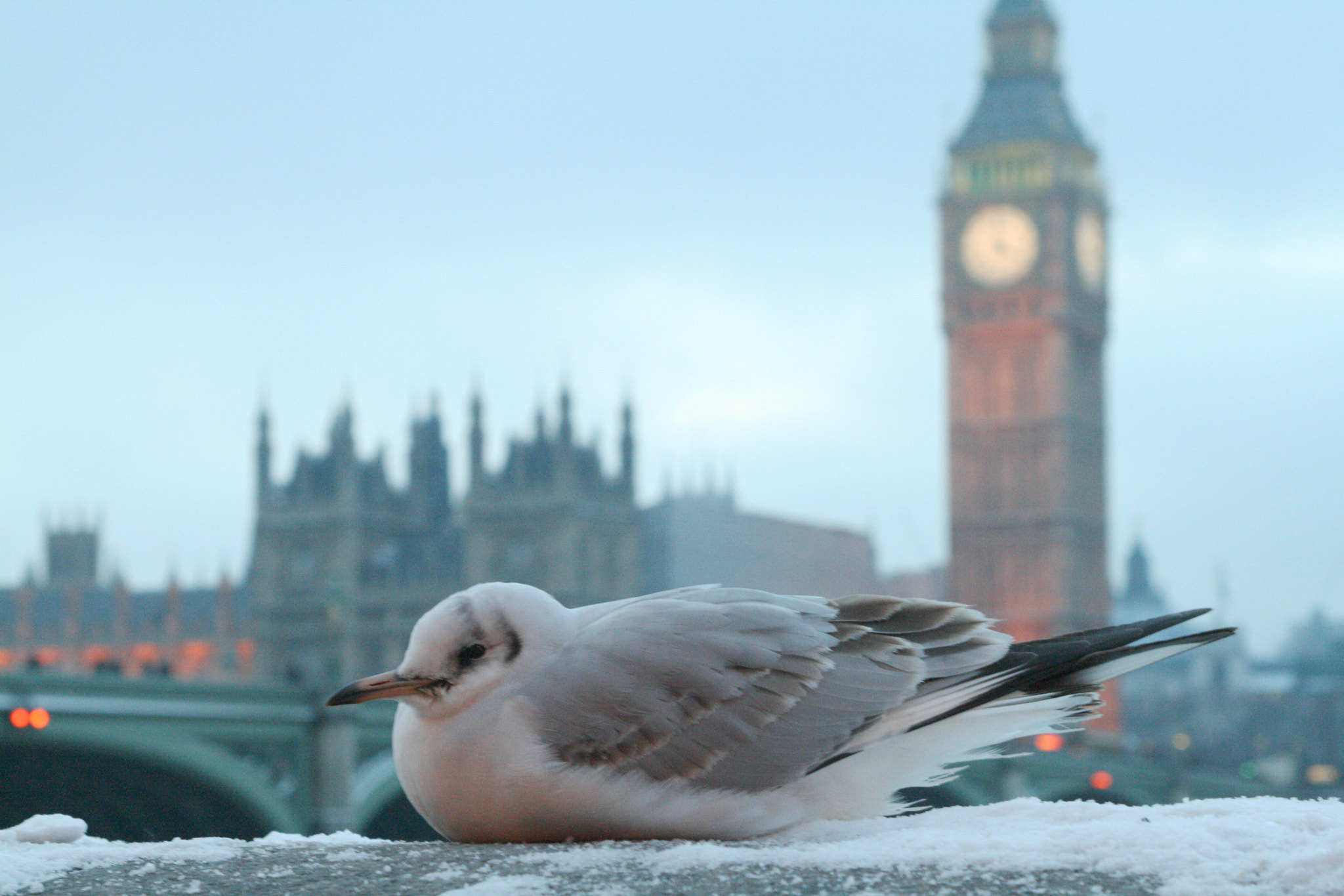 Canon EF 28-105mm f/3.5-4.5 USM sample photo. Frosty photography