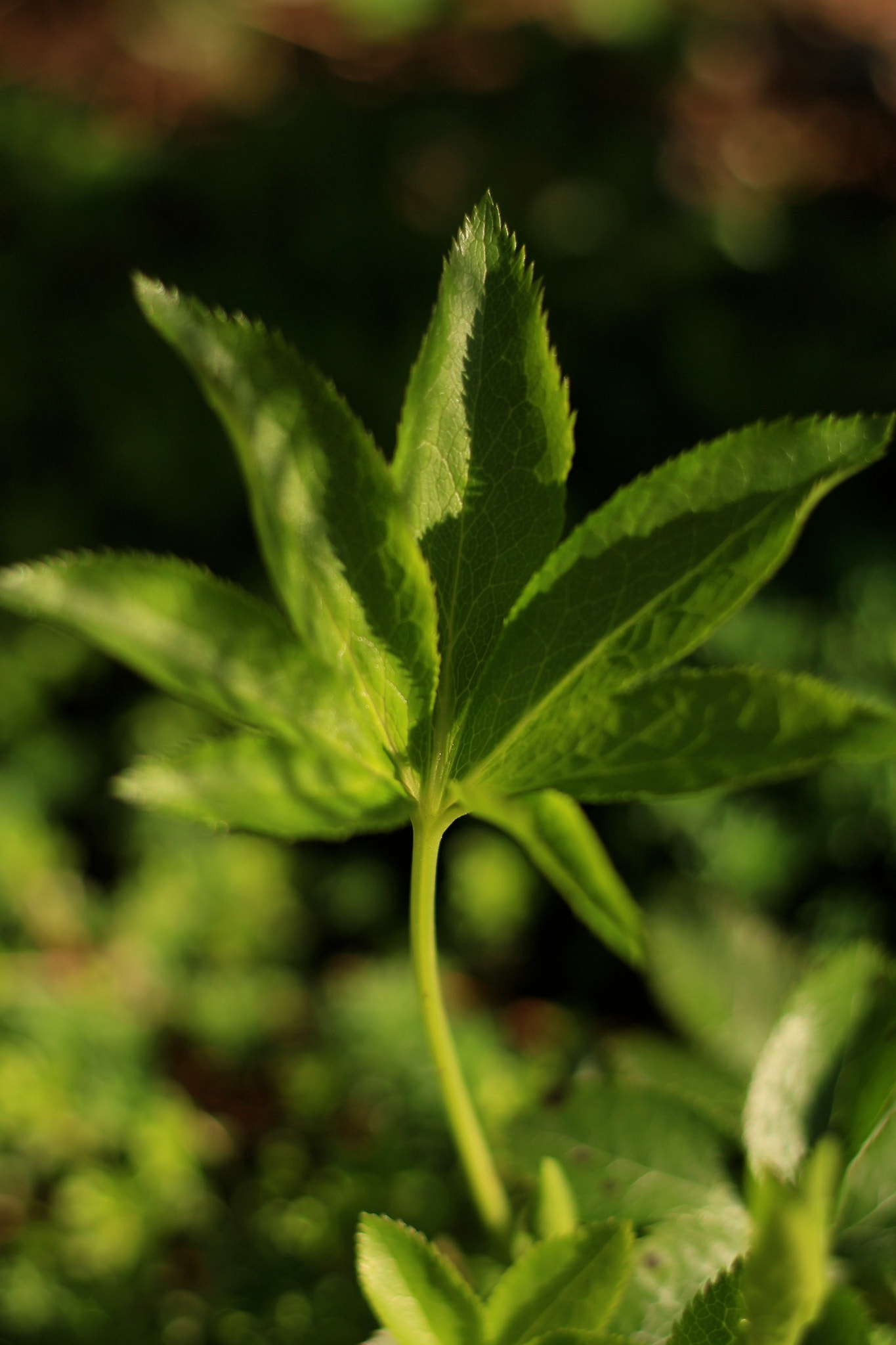 Canon EOS M + Canon EF 50mm F1.8 STM sample photo. Leaf photography