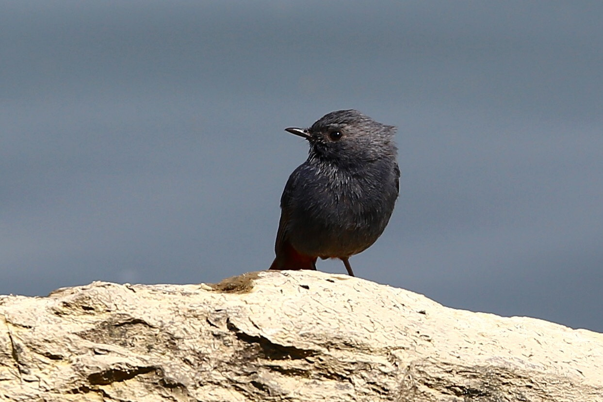 Canon EF 70-300mm F4-5.6L IS USM sample photo