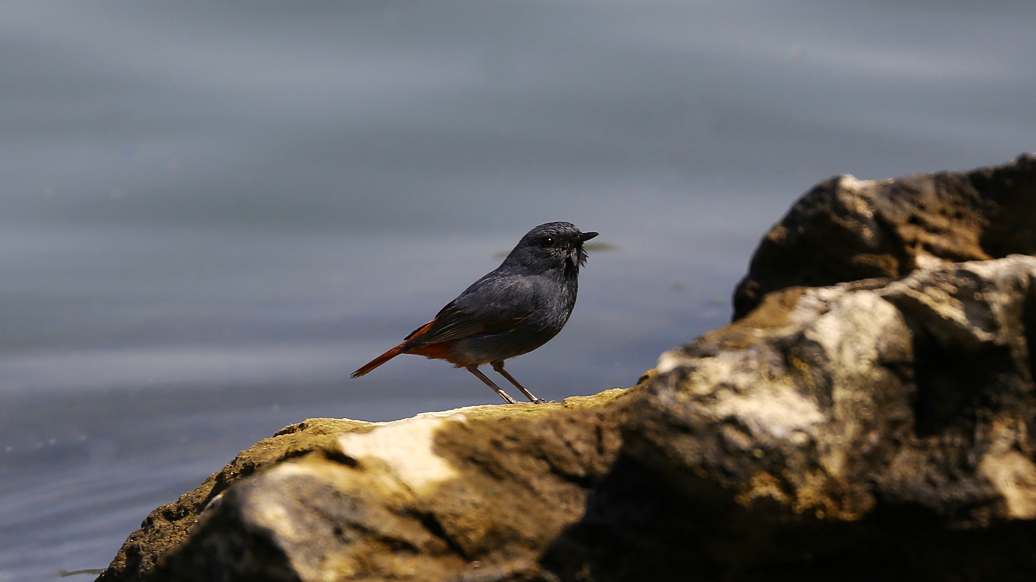Canon EF 70-300mm F4-5.6L IS USM sample photo