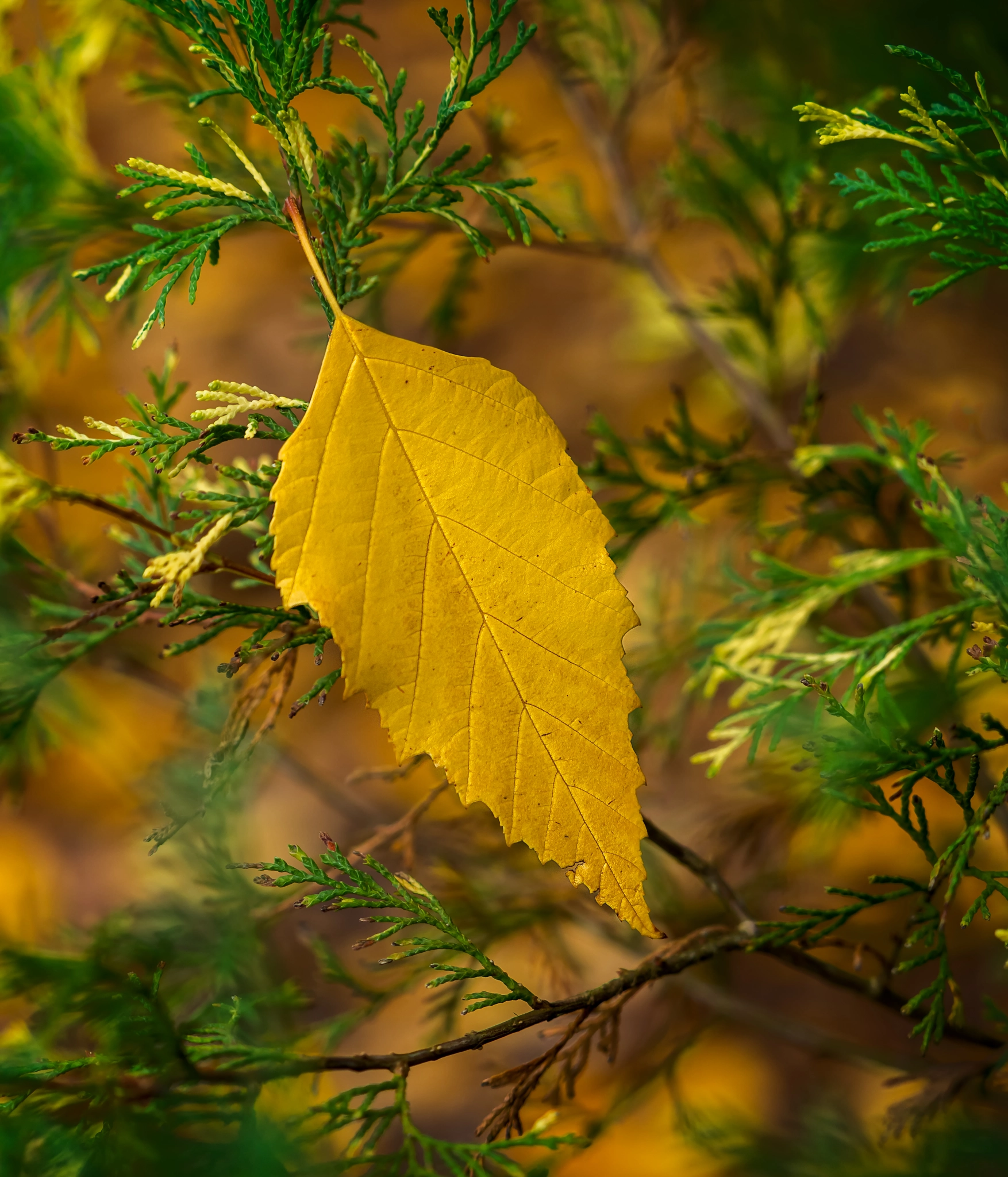 Olympus OM-D E-M10 + Olympus M.Zuiko Digital ED 40-150mm F2.8 Pro sample photo. A season of color photography