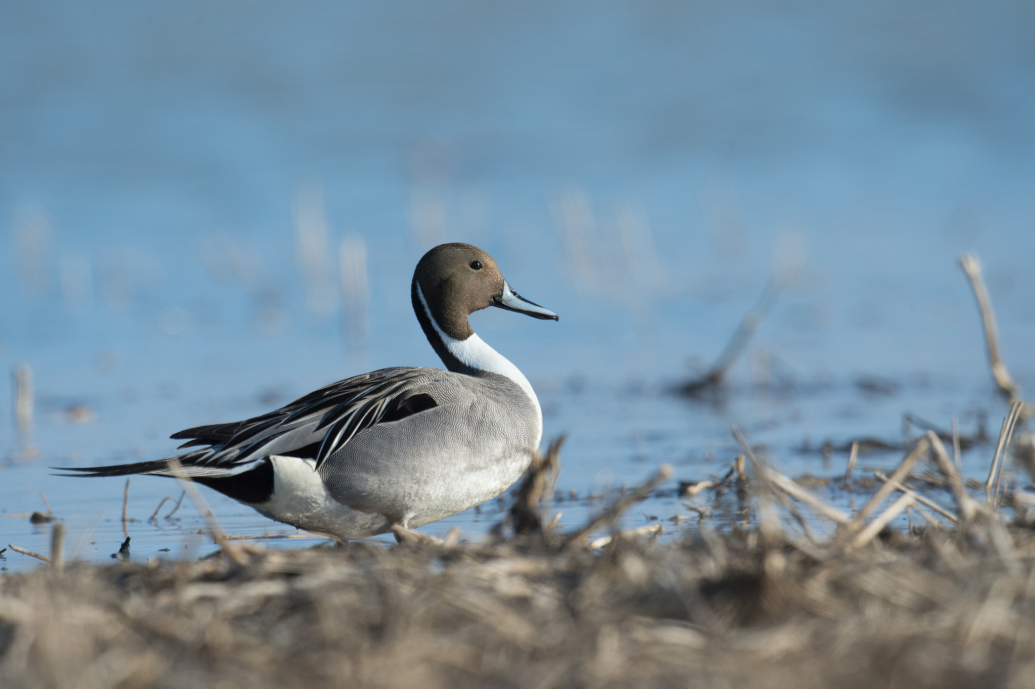 Nikon D4 + Sigma 24-60mm F2.8 EX DG sample photo. Canard pilet - anas acuta - northern pintail photography