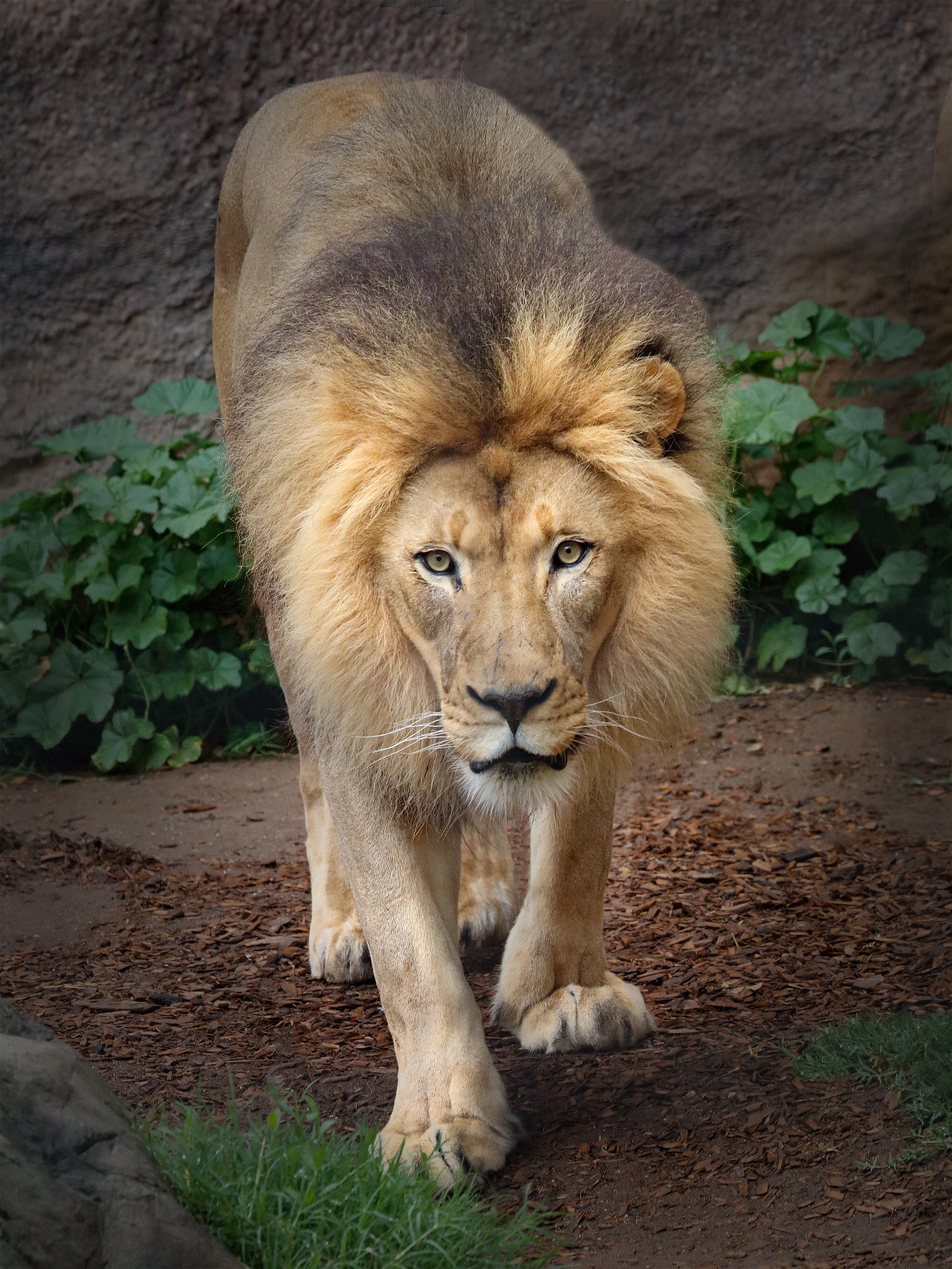 Canon EF 100-400mm F4.5-5.6L IS II USM sample photo