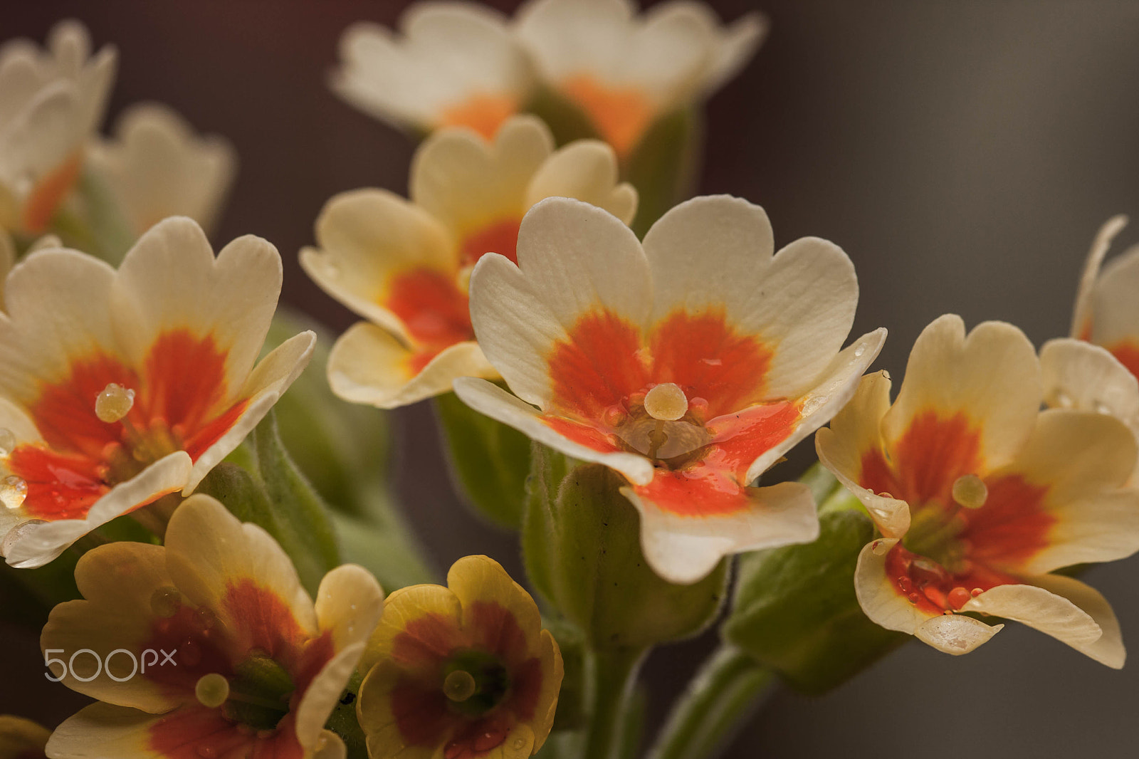 Sigma 105mm F2.8 EX DG OS HSM sample photo. Primula photography