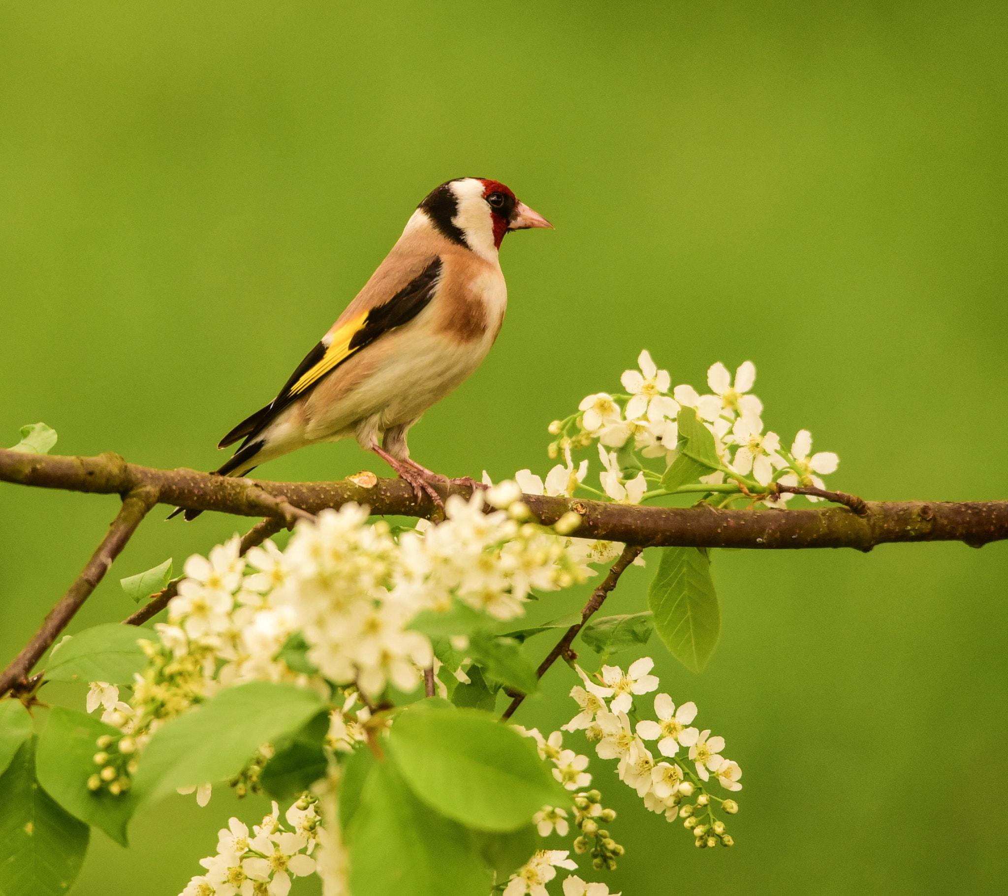 Sigma 120-400mm F4.5-5.6 DG OS HSM sample photo. Goldfinch photography