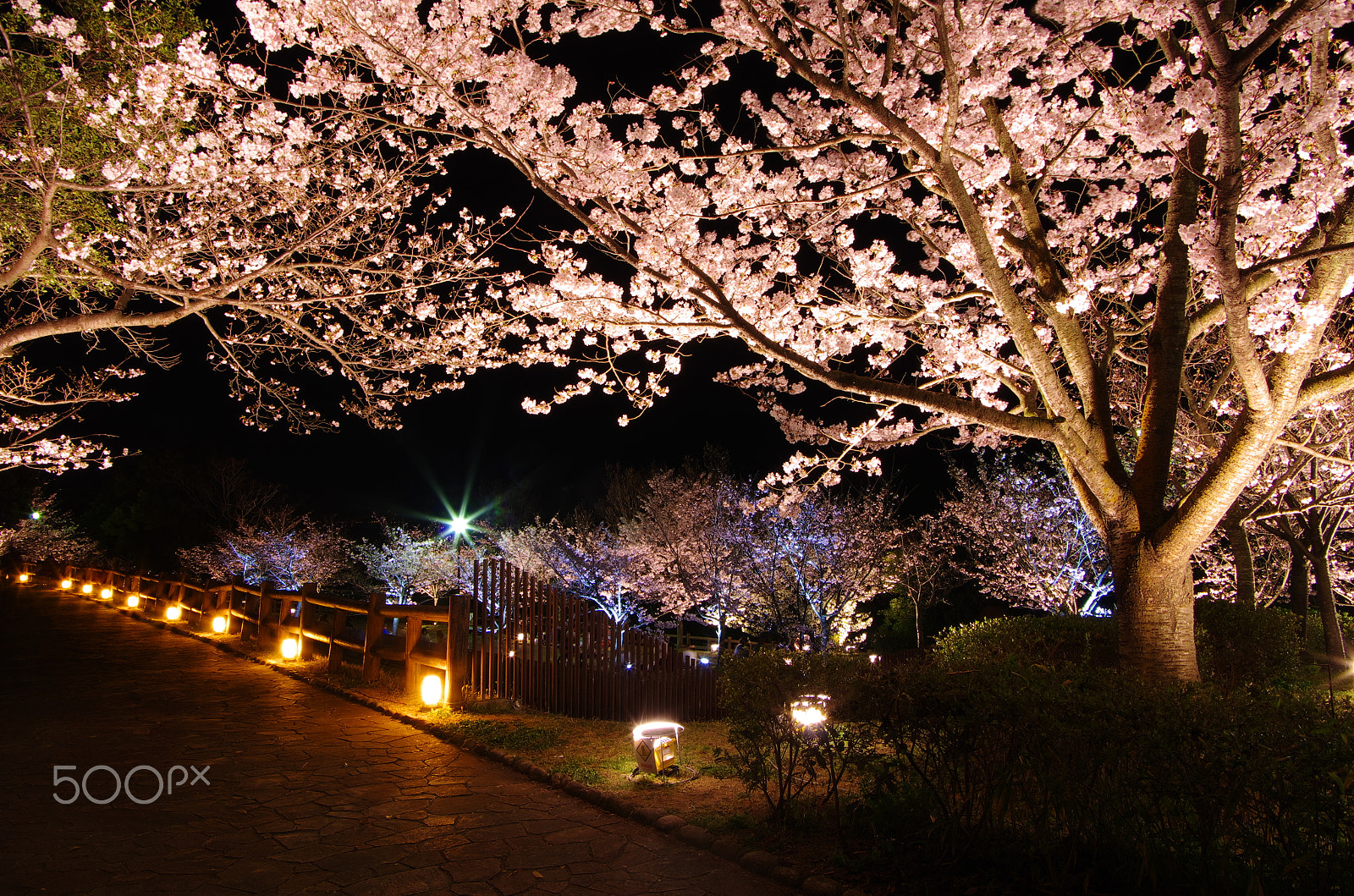 Pentax K-5 IIs + Pentax smc DA 16-45mm F4 ED AL sample photo. Sakura night photography