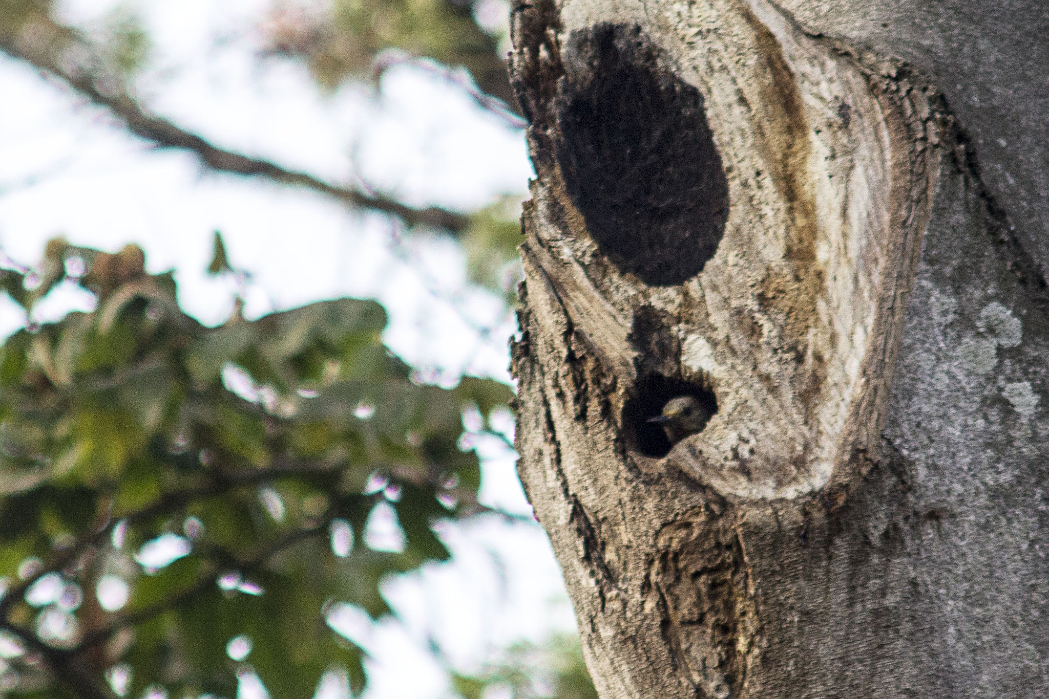 AF Zoom-Nikkor 75-300mm f/4.5-5.6 sample photo. La espera photography