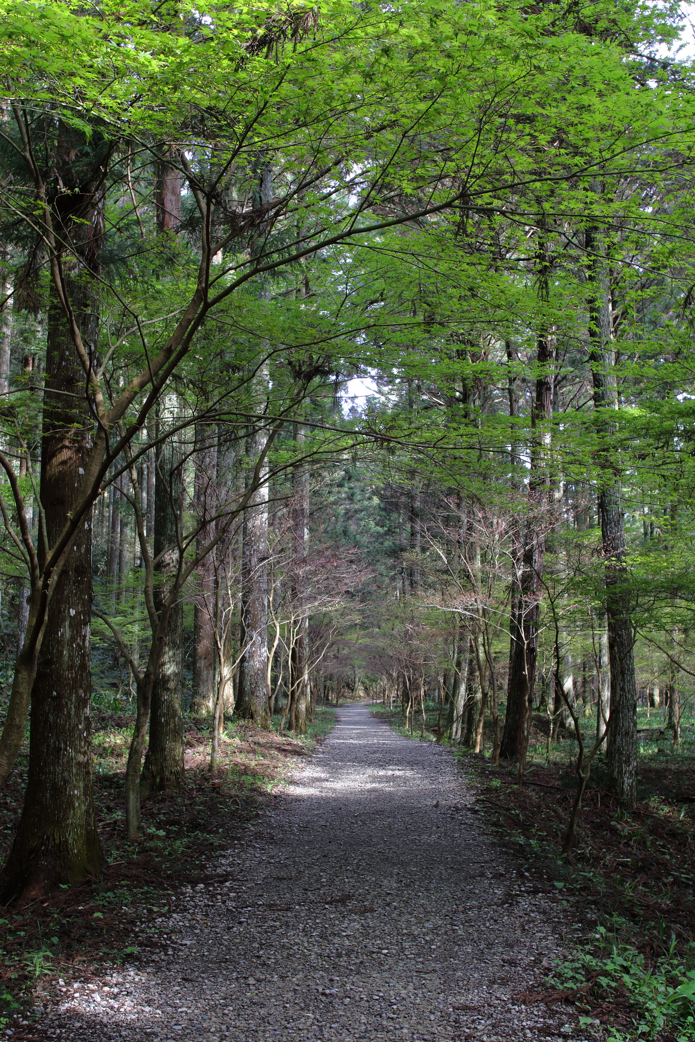 Sigma 28mm f/1.8 DG Macro EX sample photo. ...散歩道。 photography