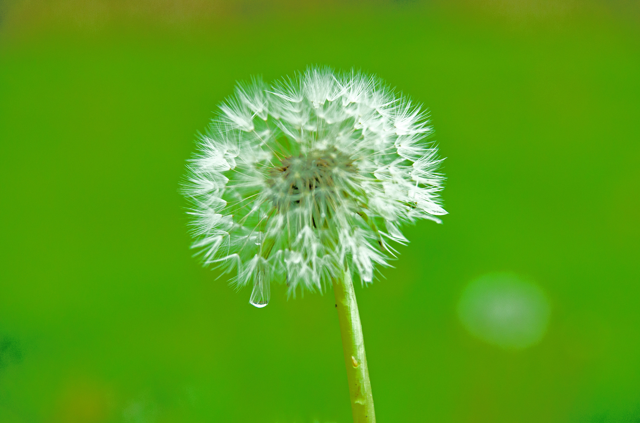 Sigma AF 10-20mm F4-5.6 EX DC sample photo. Dandelion photography