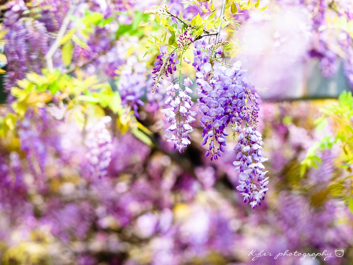 Sigma 150mm F2.8 EX DG Macro HSM sample photo. Wistaria photography