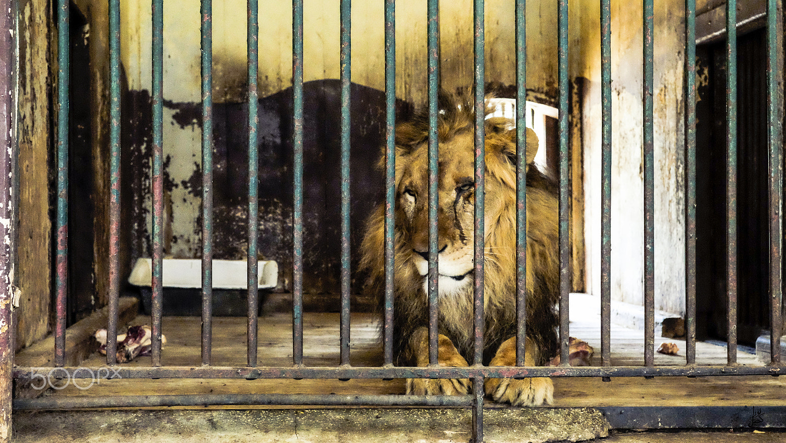 ZEISS Touit 32mm F1.8 sample photo. Zoo photography