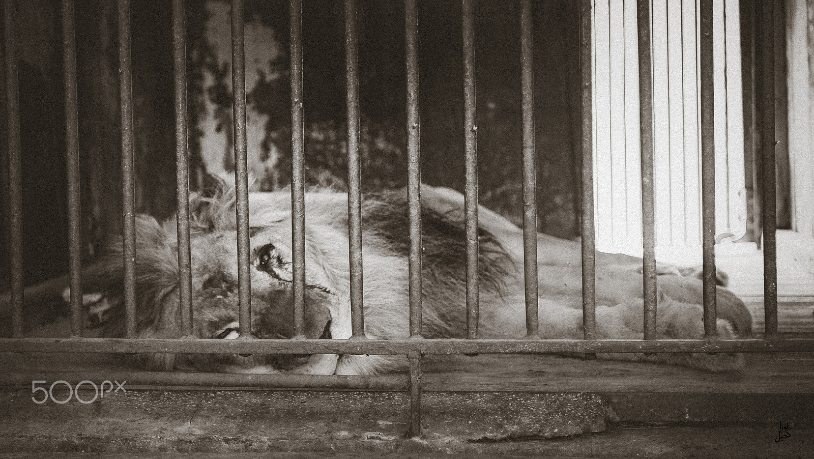 ZEISS Touit 32mm F1.8 sample photo. Zoo photography