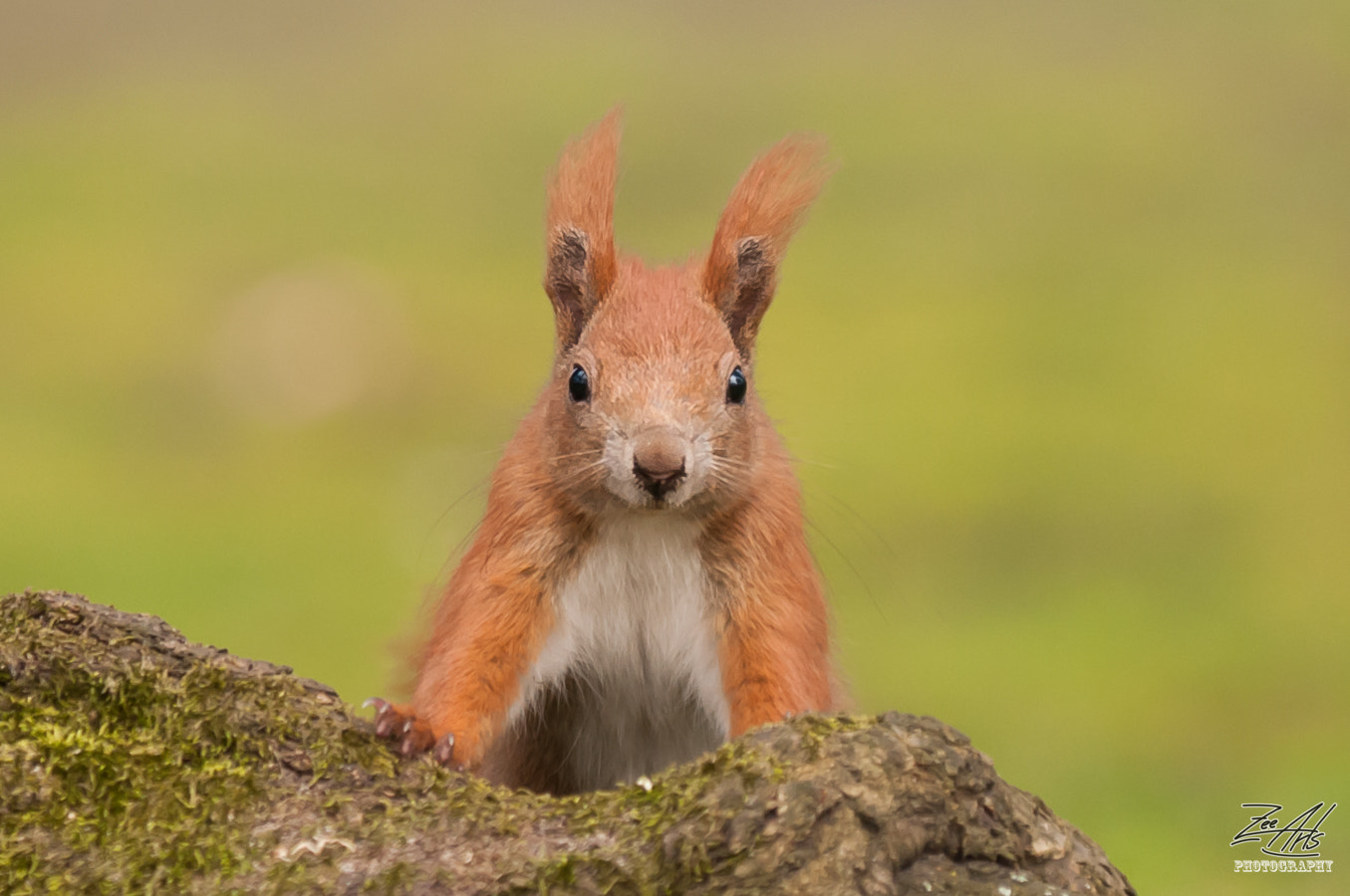 AF-S Zoom-Nikkor 80-200mm f/2.8D IF-ED sample photo. Squirrel photography