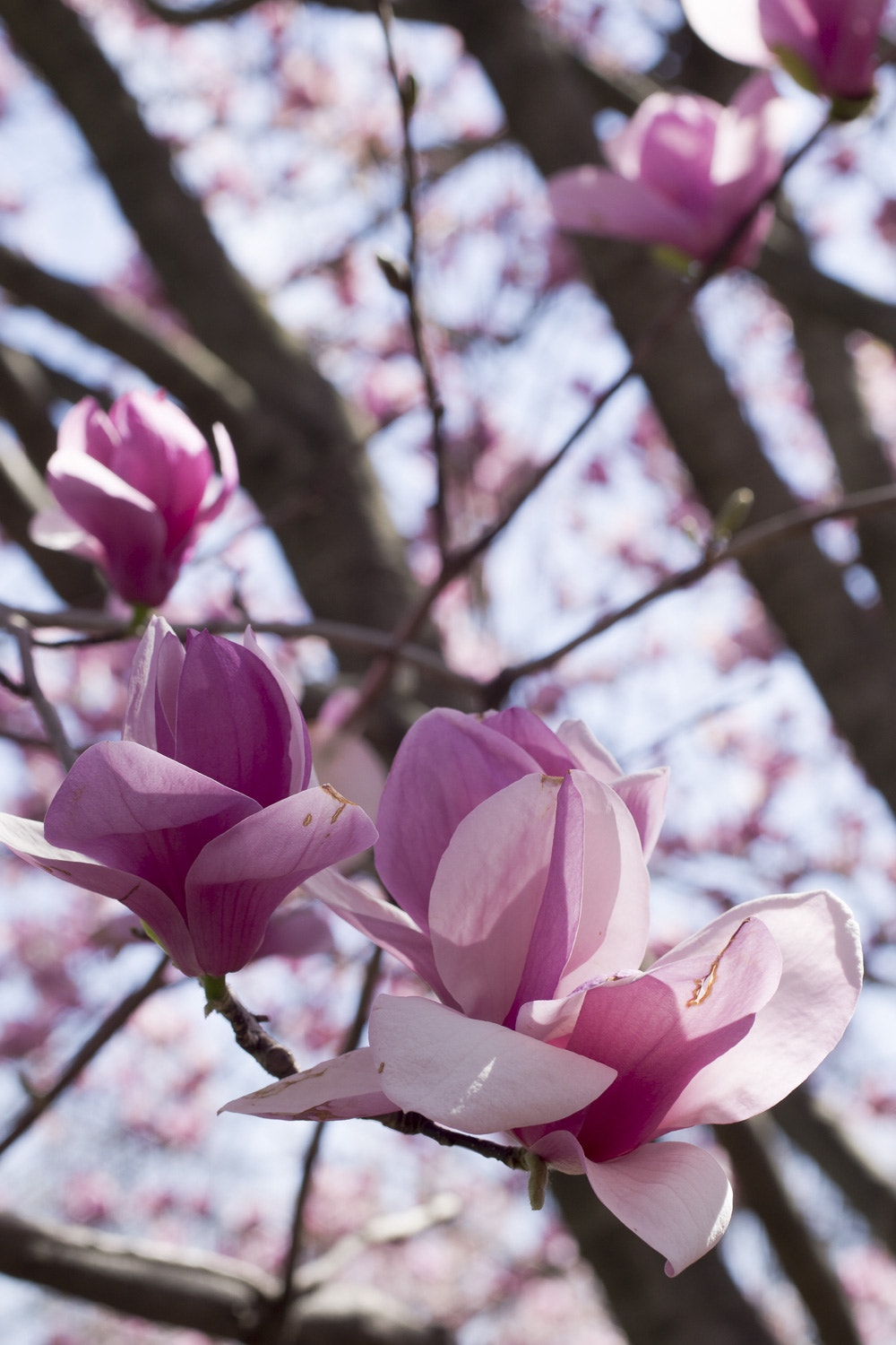 Sony a6000 + Canon EF 50mm F2.5 Macro sample photo. The daily percyscope 010 photography