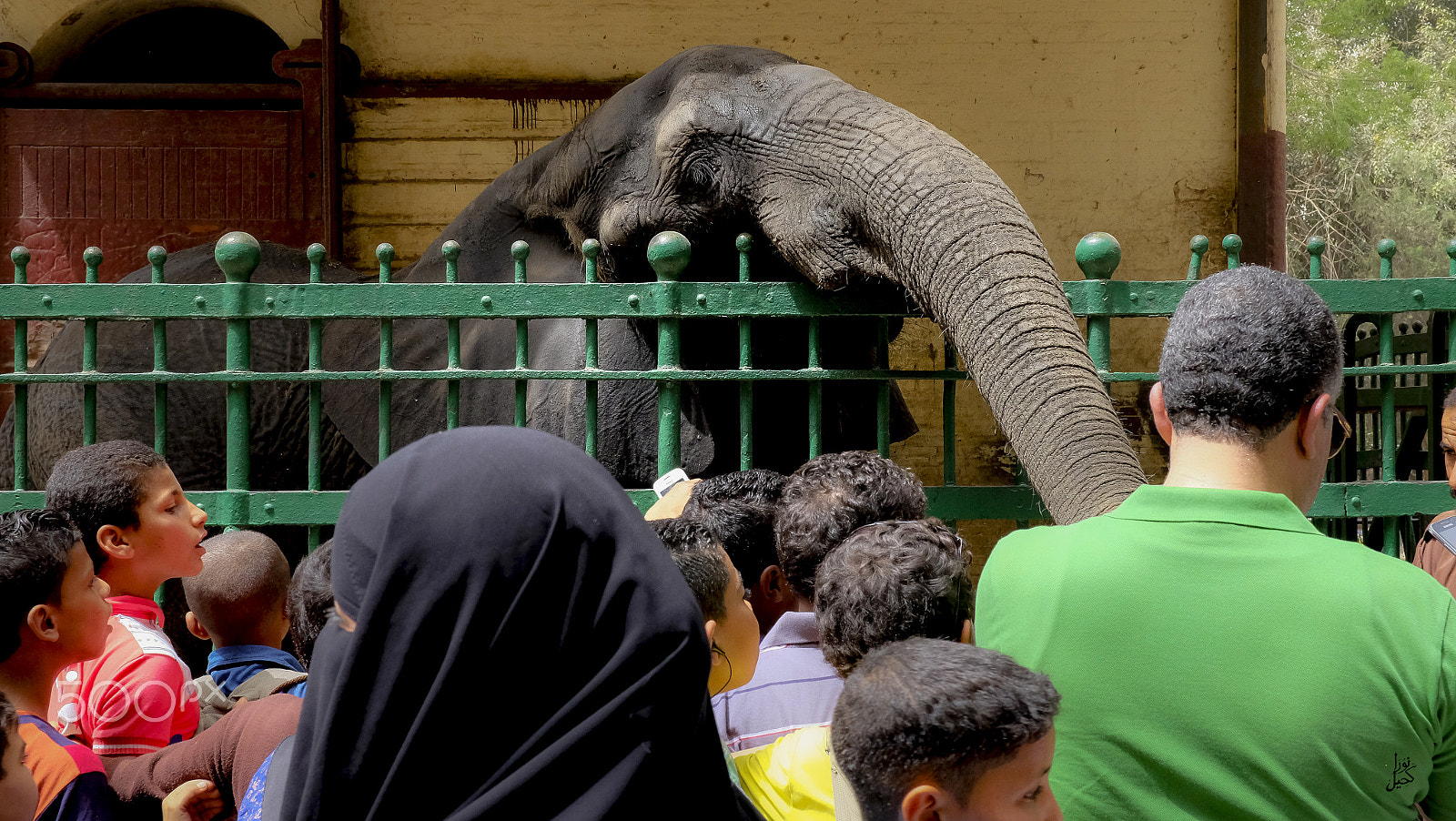 ZEISS Touit 32mm F1.8 sample photo. Zoo photography