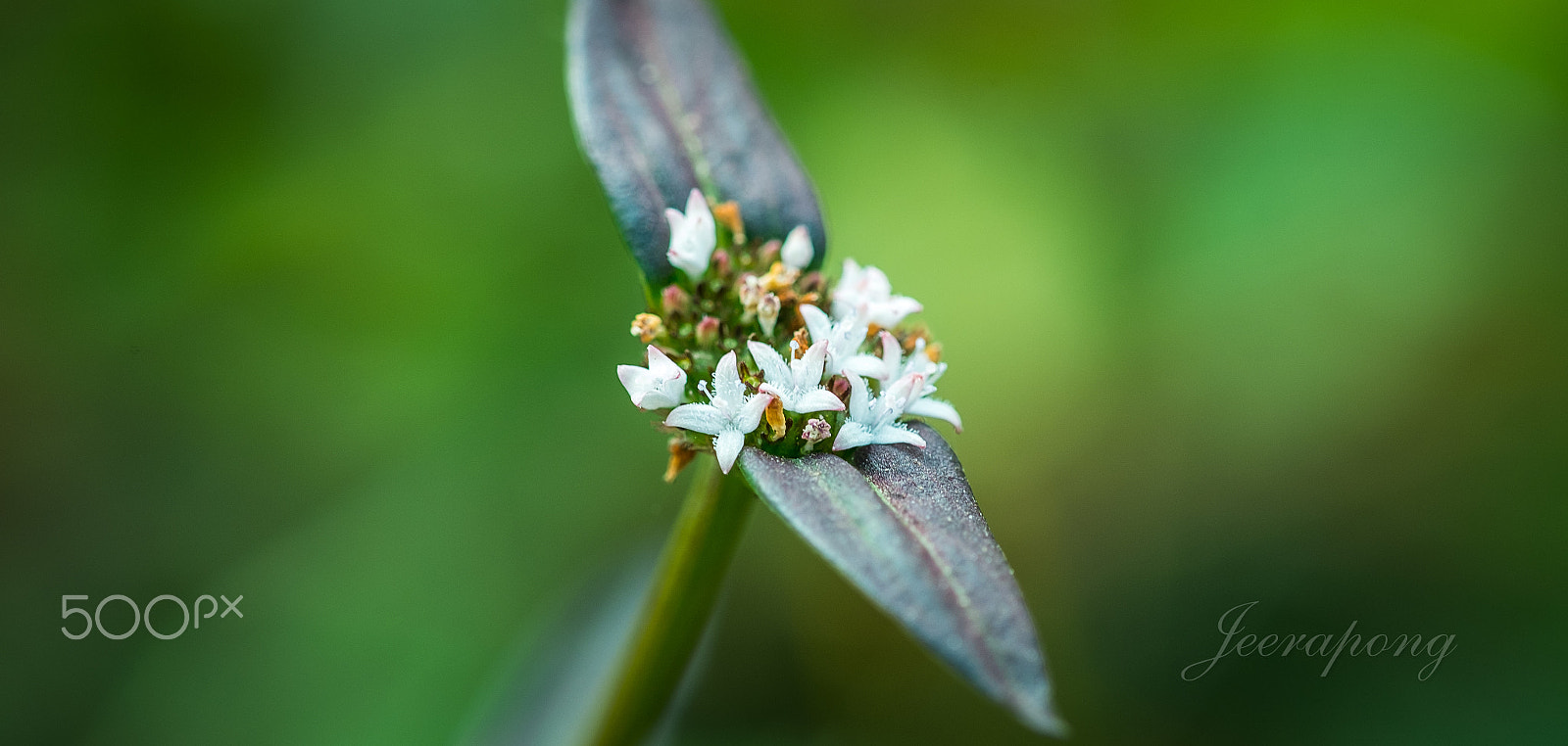 Fujifilm X-M1 + Fujifilm XF 60mm F2.4 R Macro sample photo. On the grass photography