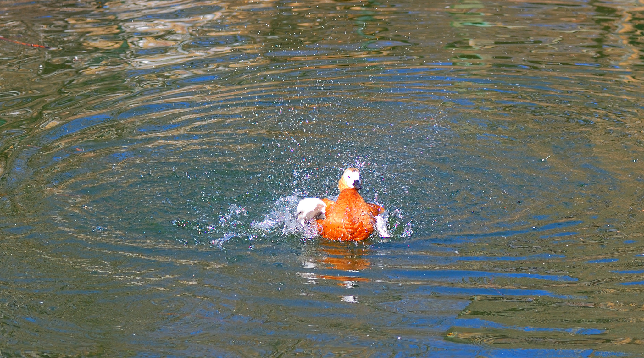 Nikon D40 + Tamron SP 90mm F2.8 Di VC USD 1:1 Macro sample photo. Duck takes off from water photography
