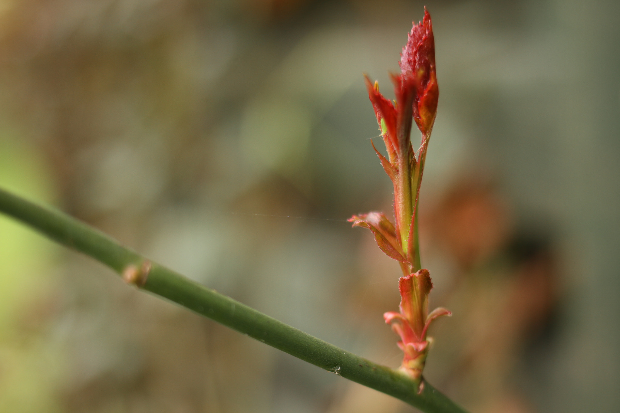 Canon EF 35mm F2 IS USM sample photo. Minialism photography