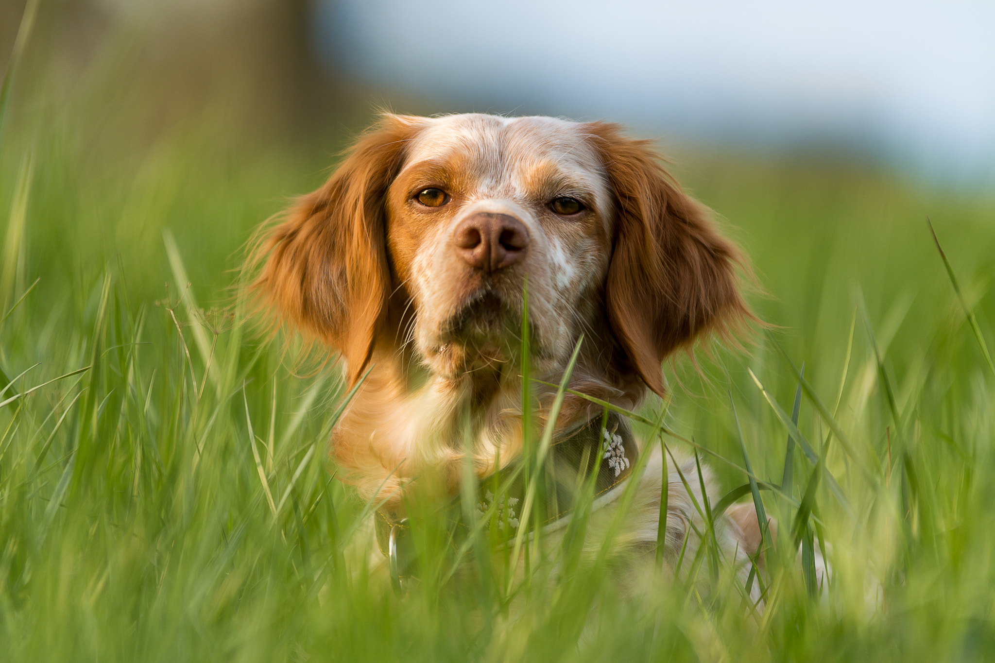 Sigma 70-200mm F2.8 EX DG OS HSM sample photo. Who's the boss photography