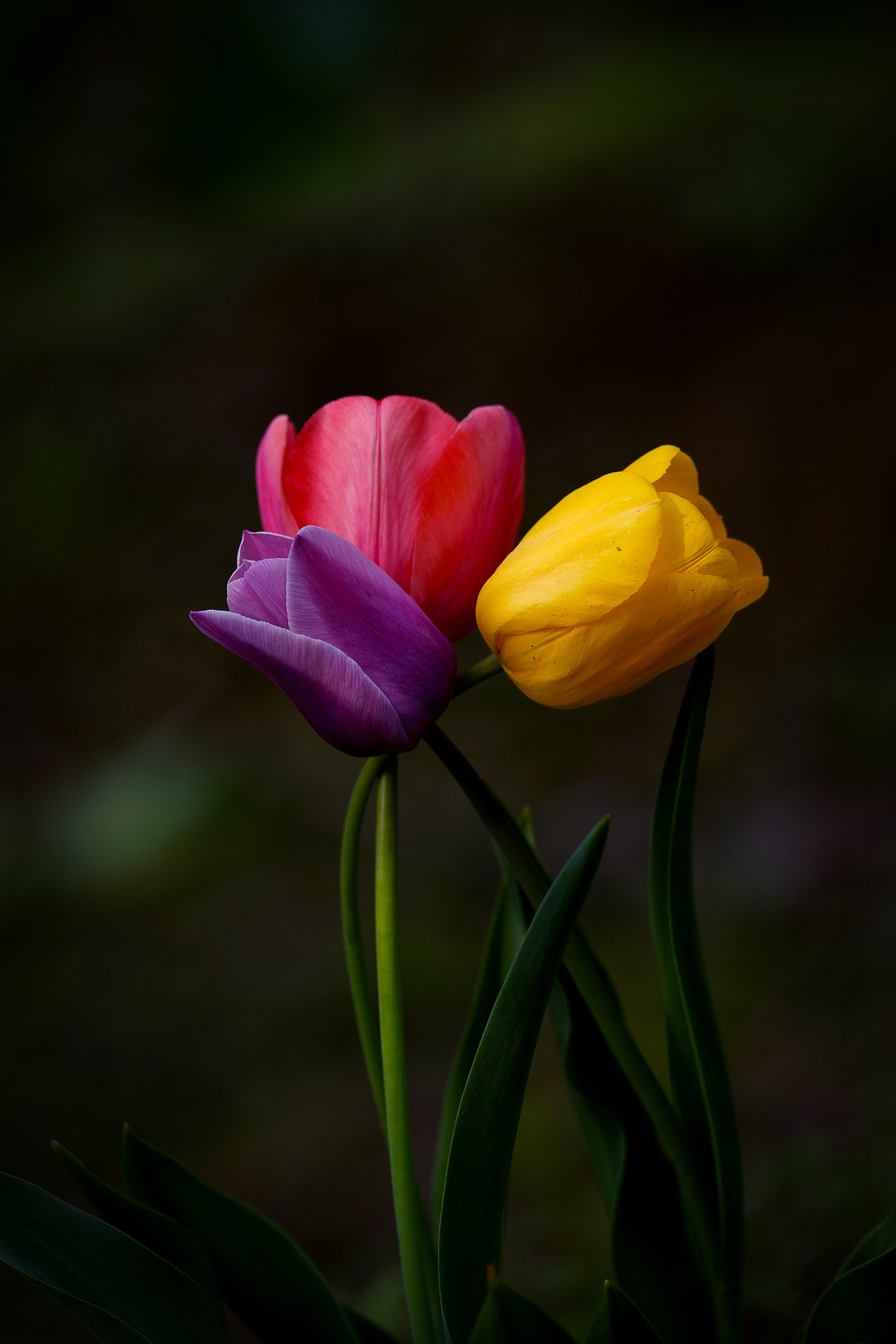 Sony a99 II + Sony 70-400mm F4-5.6 G SSM II sample photo. 【原摄】又是一年郁金香花开 photography