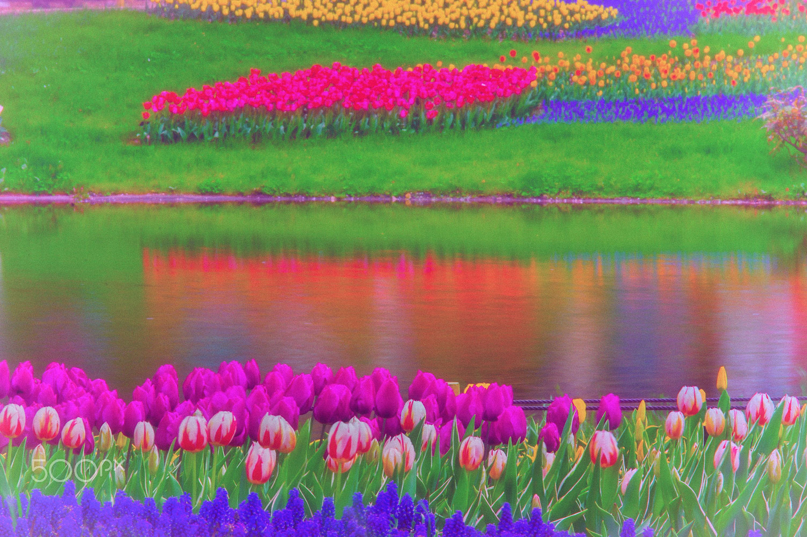 Pentax K-3 sample photo. Tulip (showa kinen park japan) photography