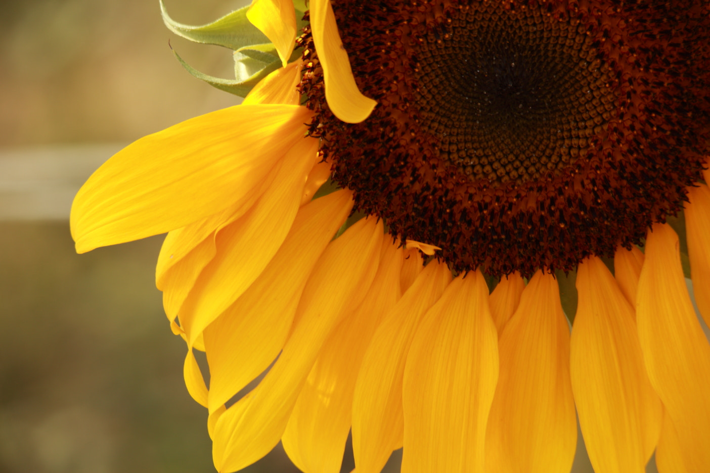 Sigma 150-500mm F5-6.3 DG OS HSM sample photo. I miss you! photography