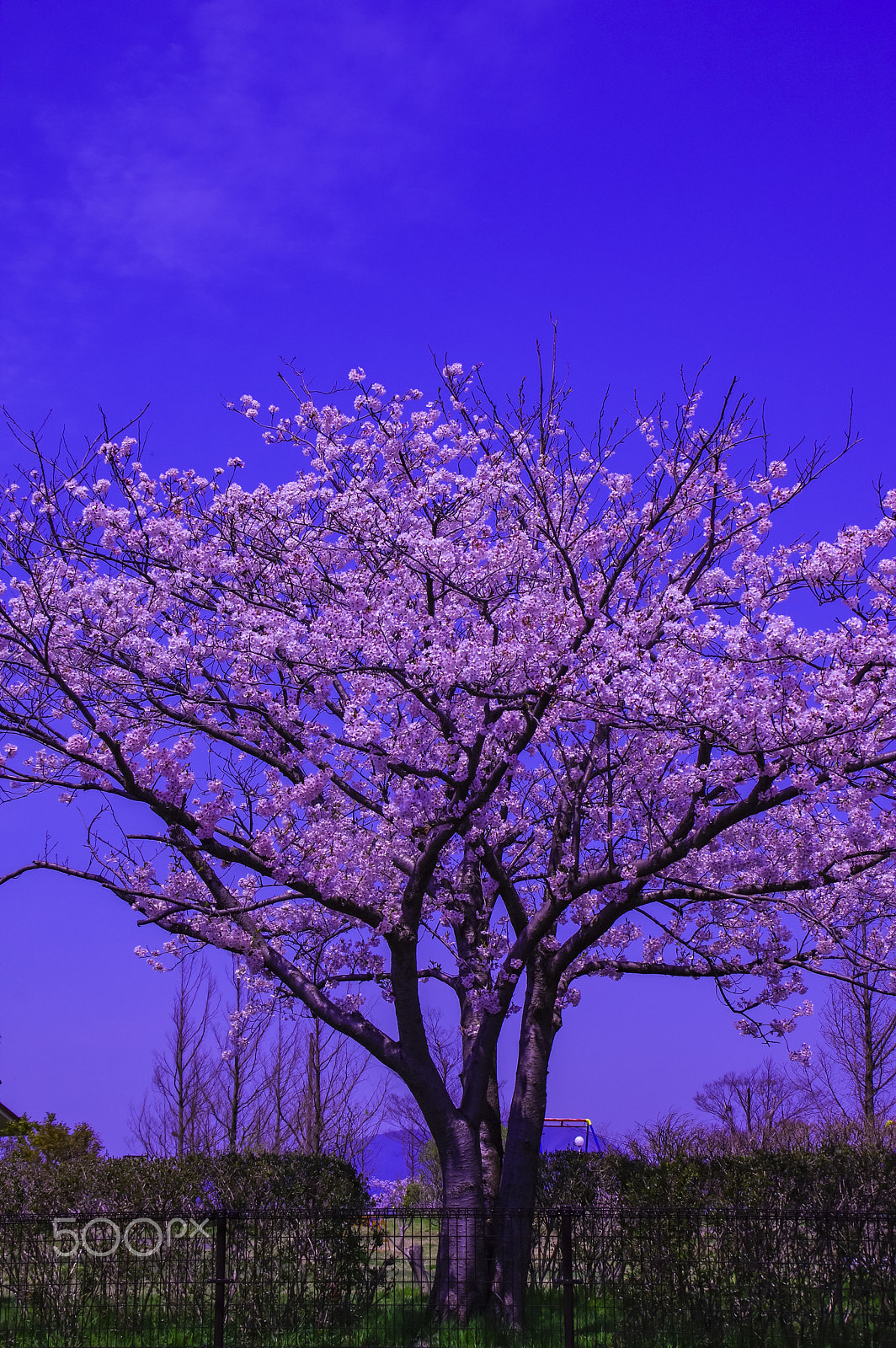 Pentax K-3 II + Tamron AF 18-200mm F3.5-6.3 XR Di II LD Aspherical (IF) Macro sample photo. "桜…桜… " cherry tree... cherry tree... photography