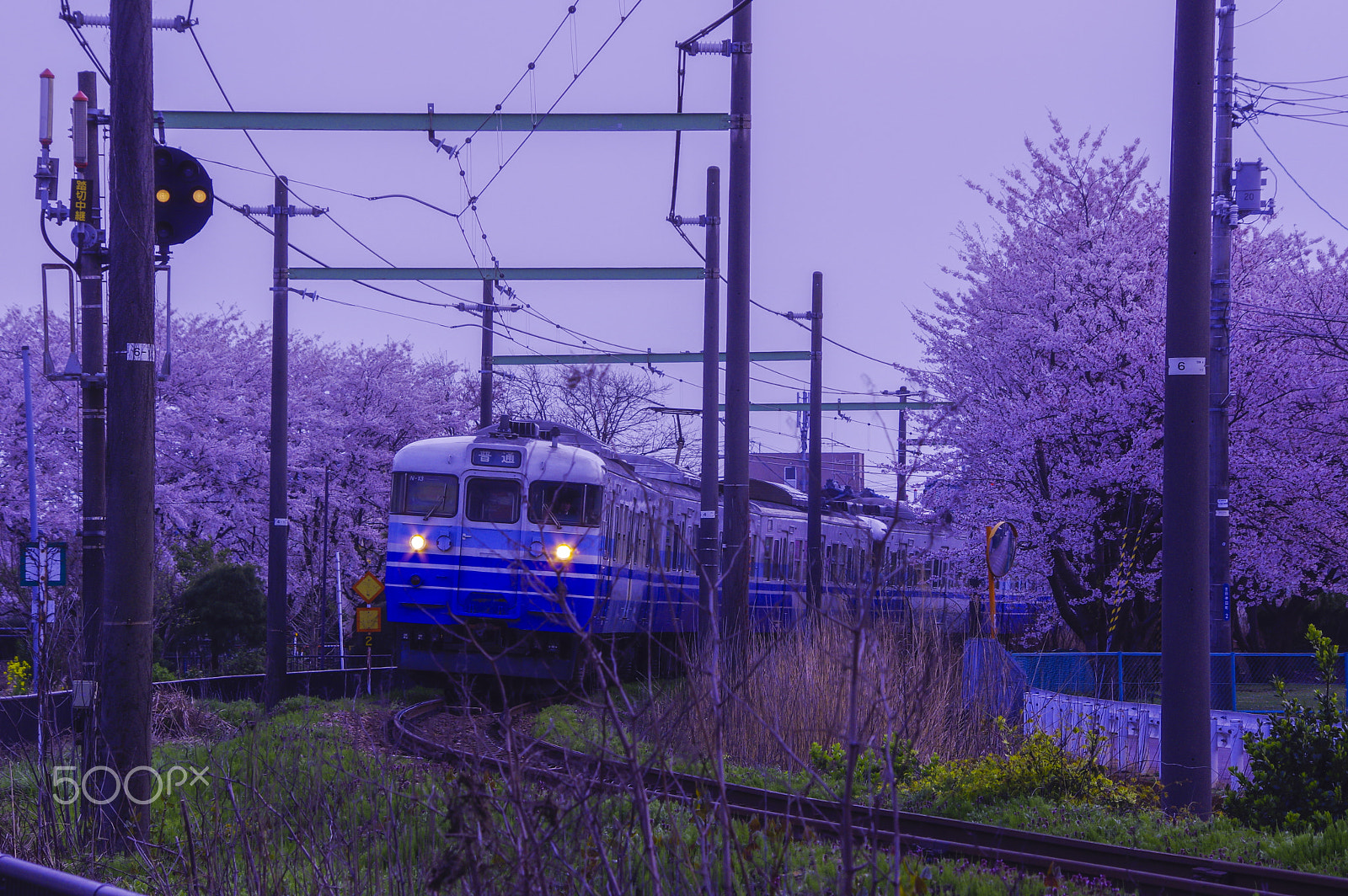 smc PENTAX-DA L 55-300mm F4-5.8 ED sample photo. "桜…桜… " cherry tree... cherry tree... photography