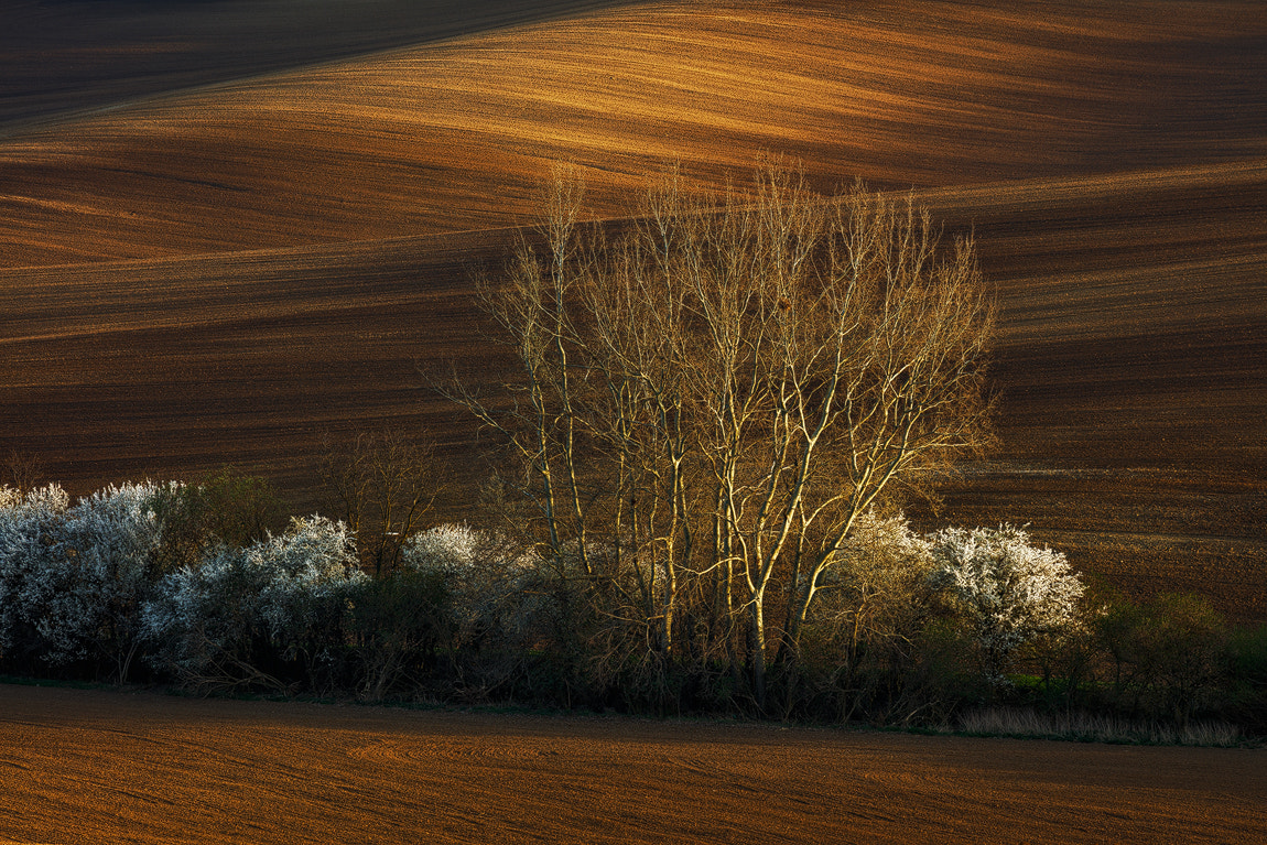 Canon EF 70-300mm F4-5.6L IS USM sample photo. Spring contrasts photography