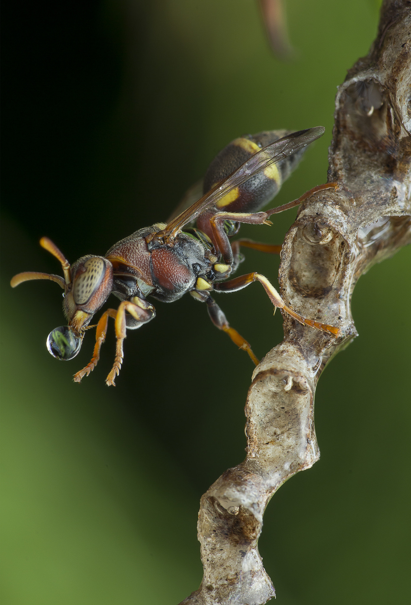 Canon EF 100mm F2.8 Macro USM sample photo. Wasp 160412a photography