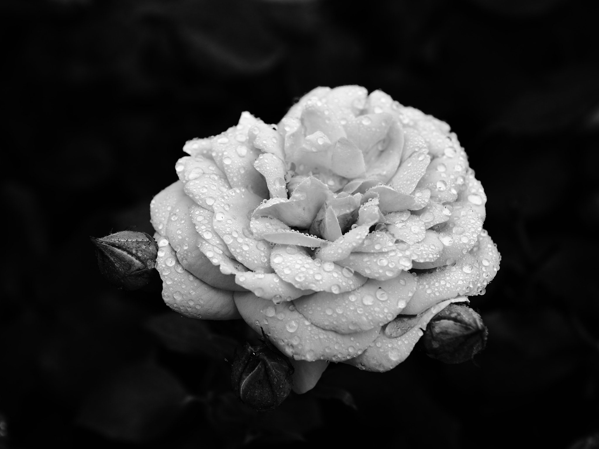 Nikon D600 + Sigma 24-70mm F2.8 EX DG Macro sample photo. Roses photography