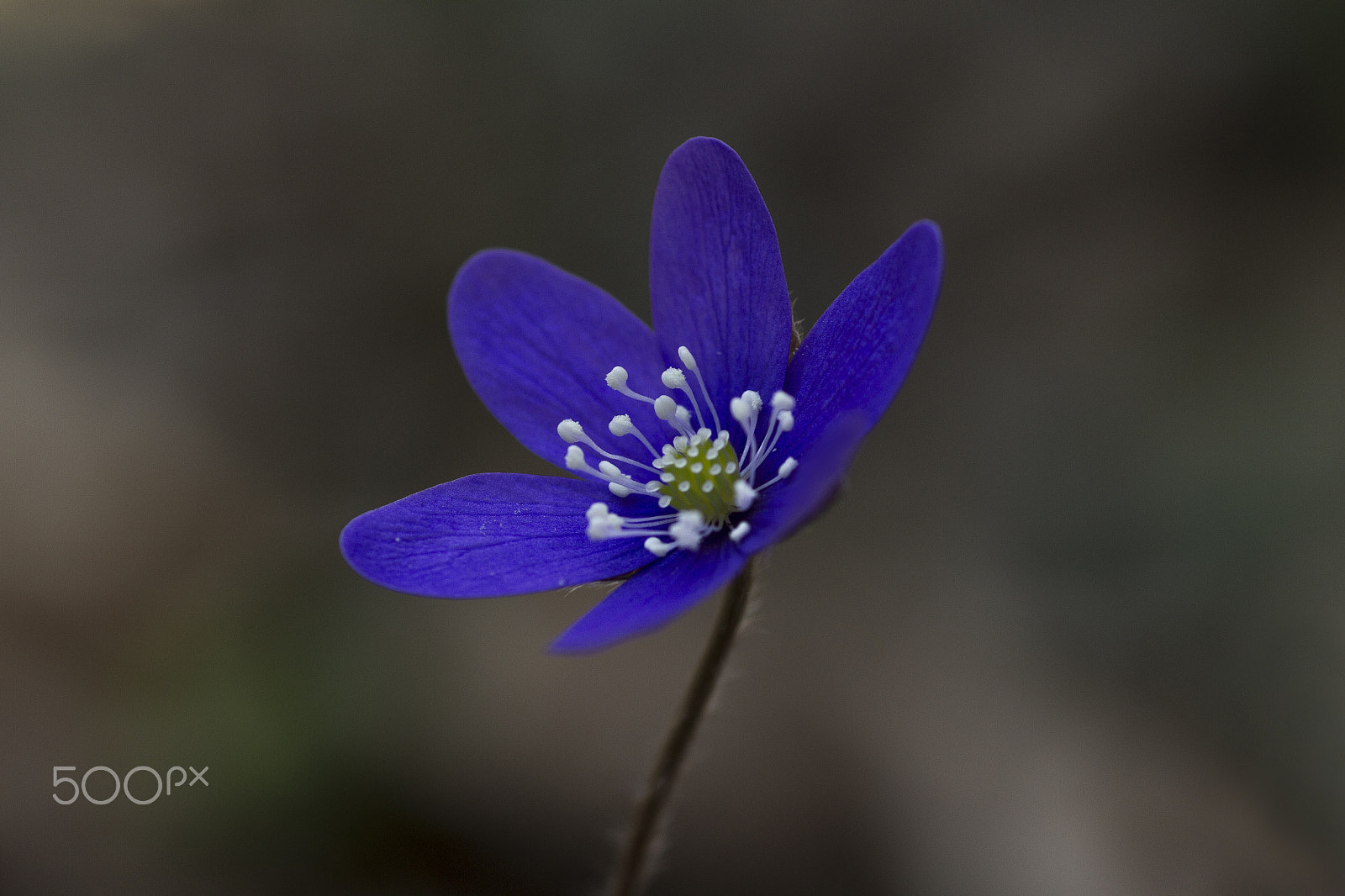 Canon EOS 7D + Tamron SP AF 90mm F2.8 Di Macro sample photo. Blue flower photography