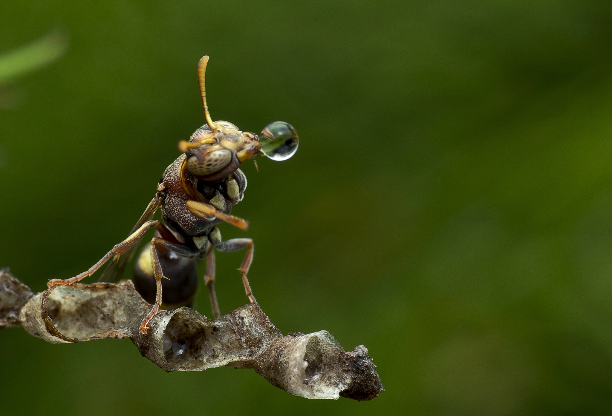 Canon EF 100mm F2.8 Macro USM sample photo. Wasp 160412b photography