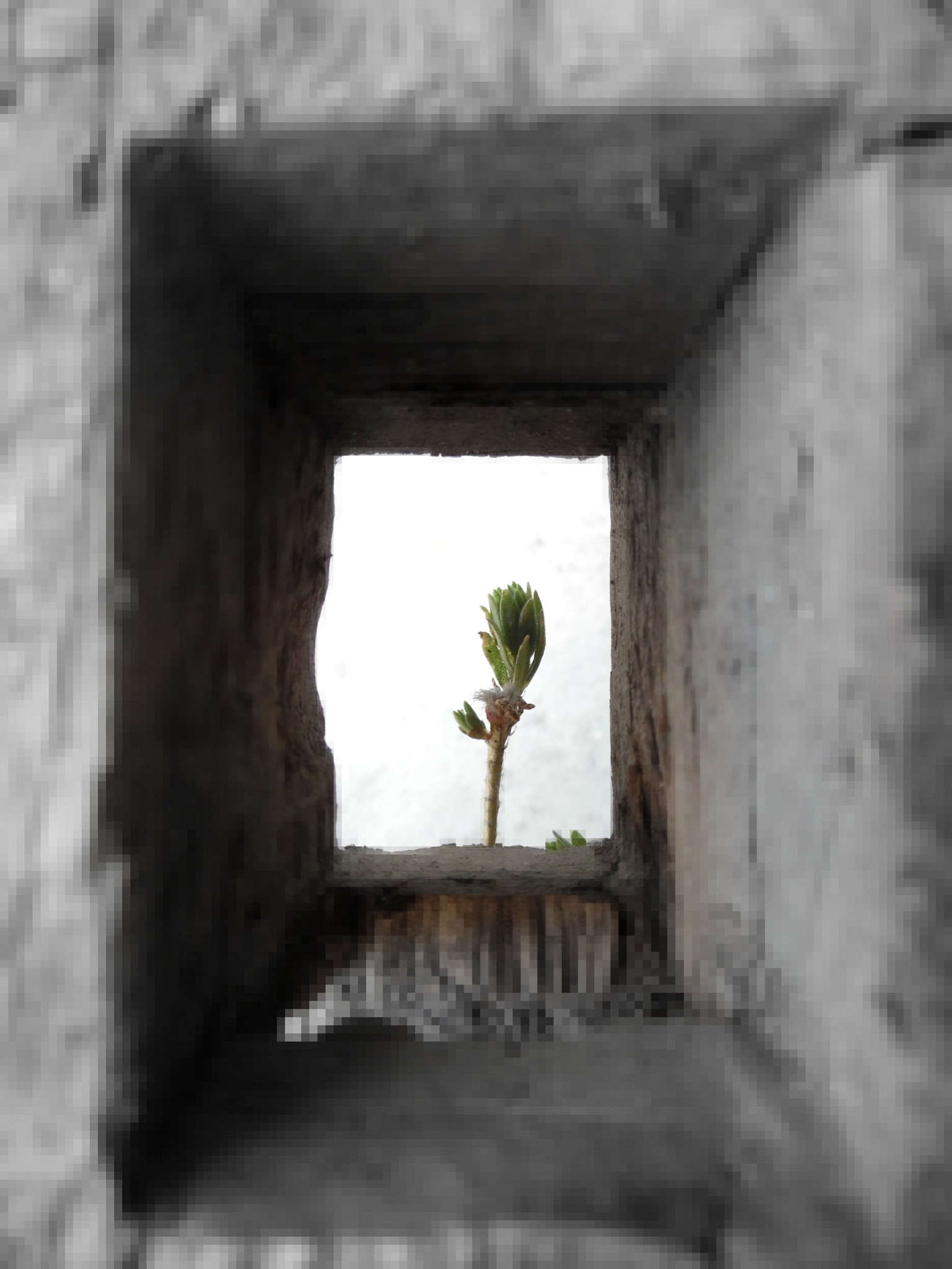 Samsung WB35F/WB36F/WB37F sample photo. Plant in a hole photography