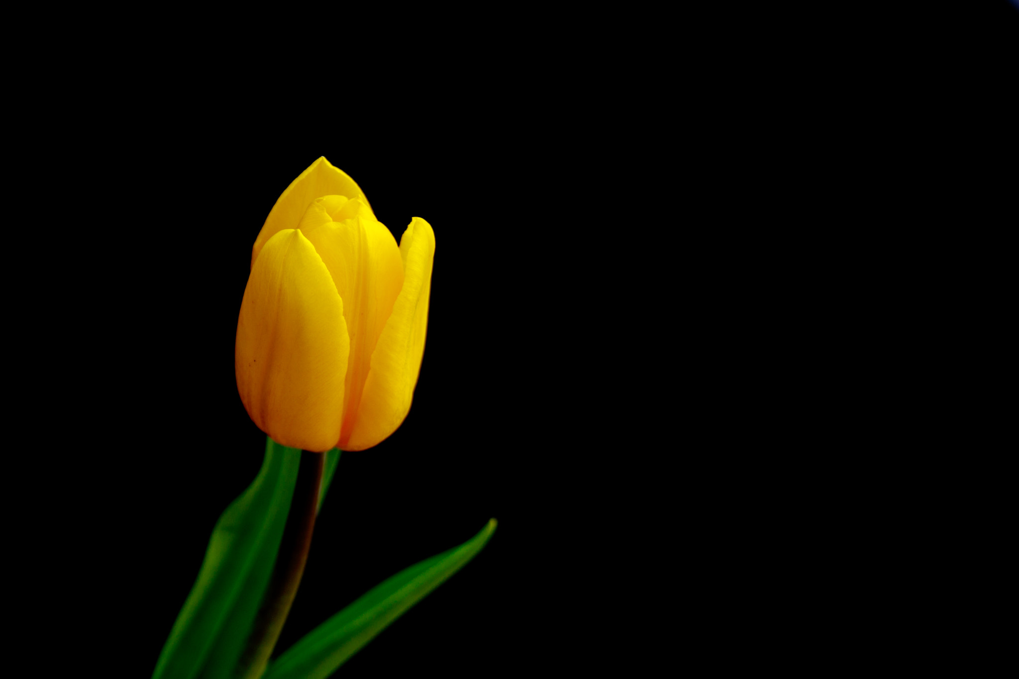 Canon EF-S 18-55mm F3.5-5.6 sample photo. Tulip photography