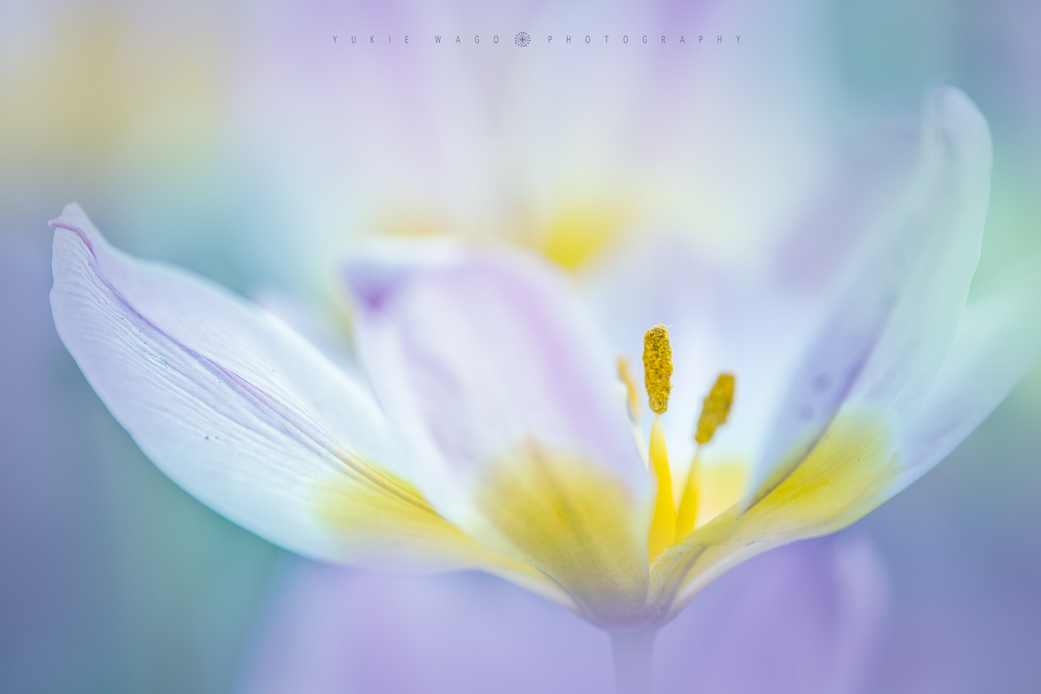 Tamron SP AF 180mm F3.5 Di LD (IF) Macro sample photo. *** photography