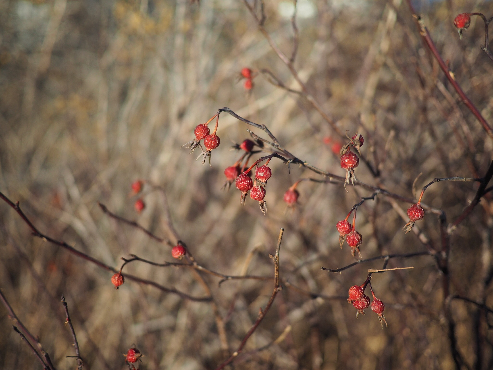 Olympus OM-D E-M5 II + Panasonic Lumix G 20mm F1.7 ASPH sample photo. Last season... photography