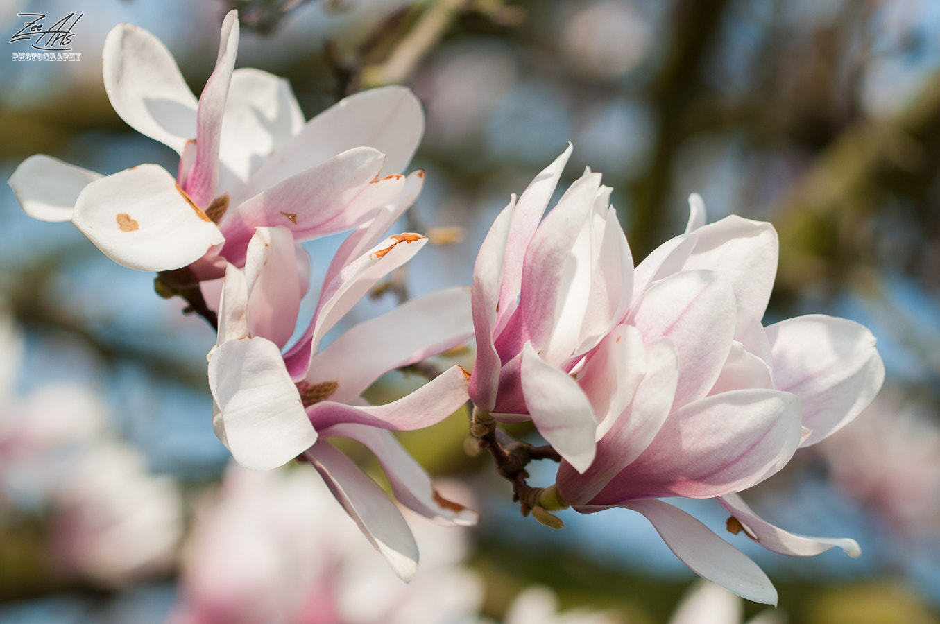 Nikon D300S sample photo. Magnolia photography