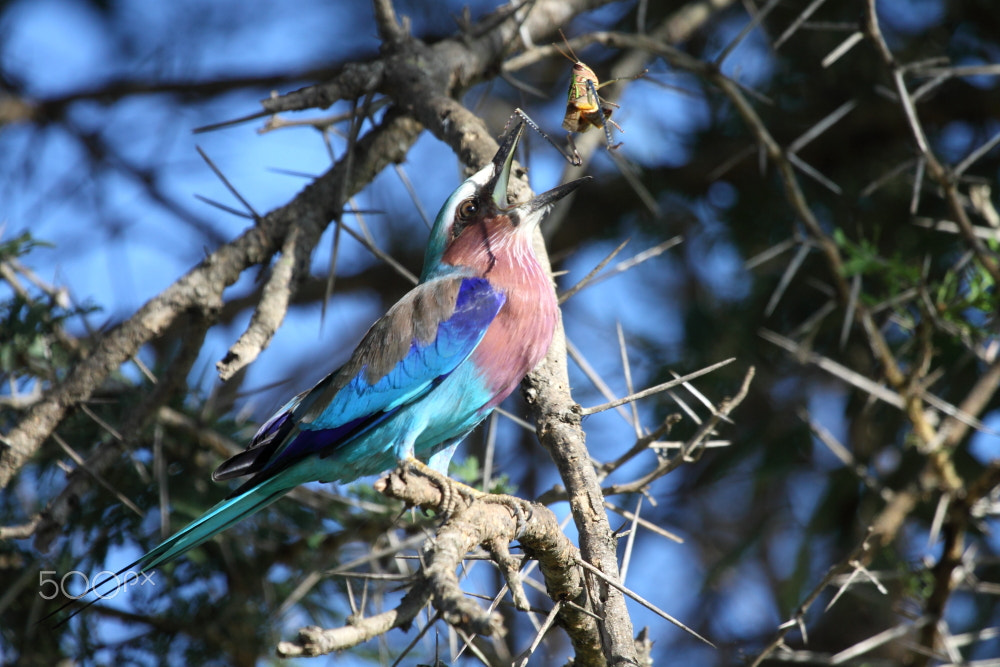Canon EF 100-400mm F4.5-5.6L IS USM sample photo. Catching prey photography