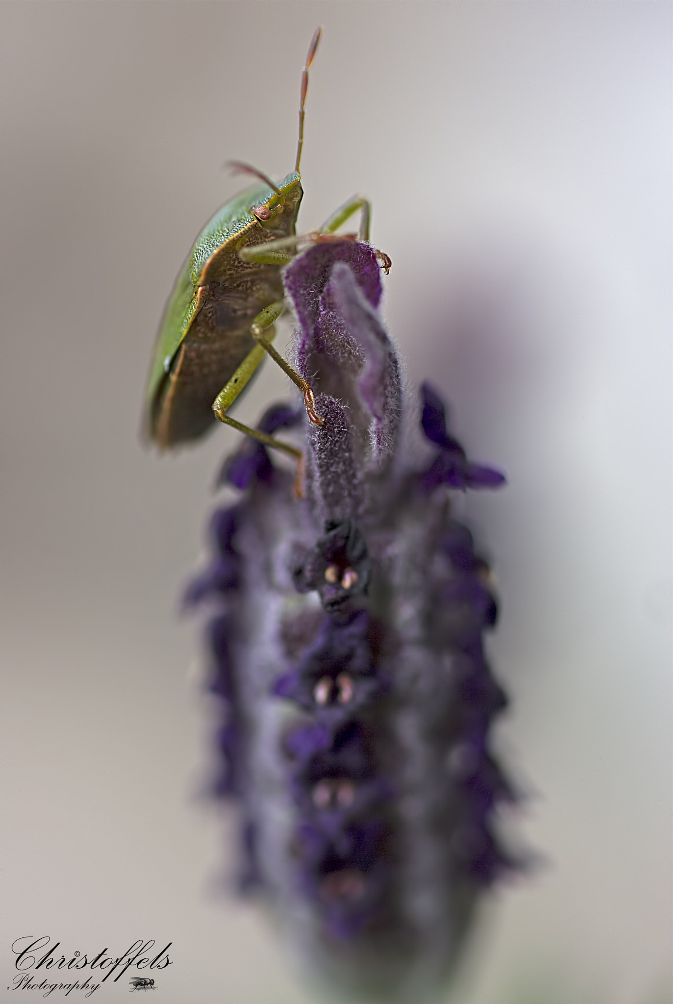 Sigma 70mm F2.8 EX DG Macro sample photo. Groene wants (palomena prasina) photography
