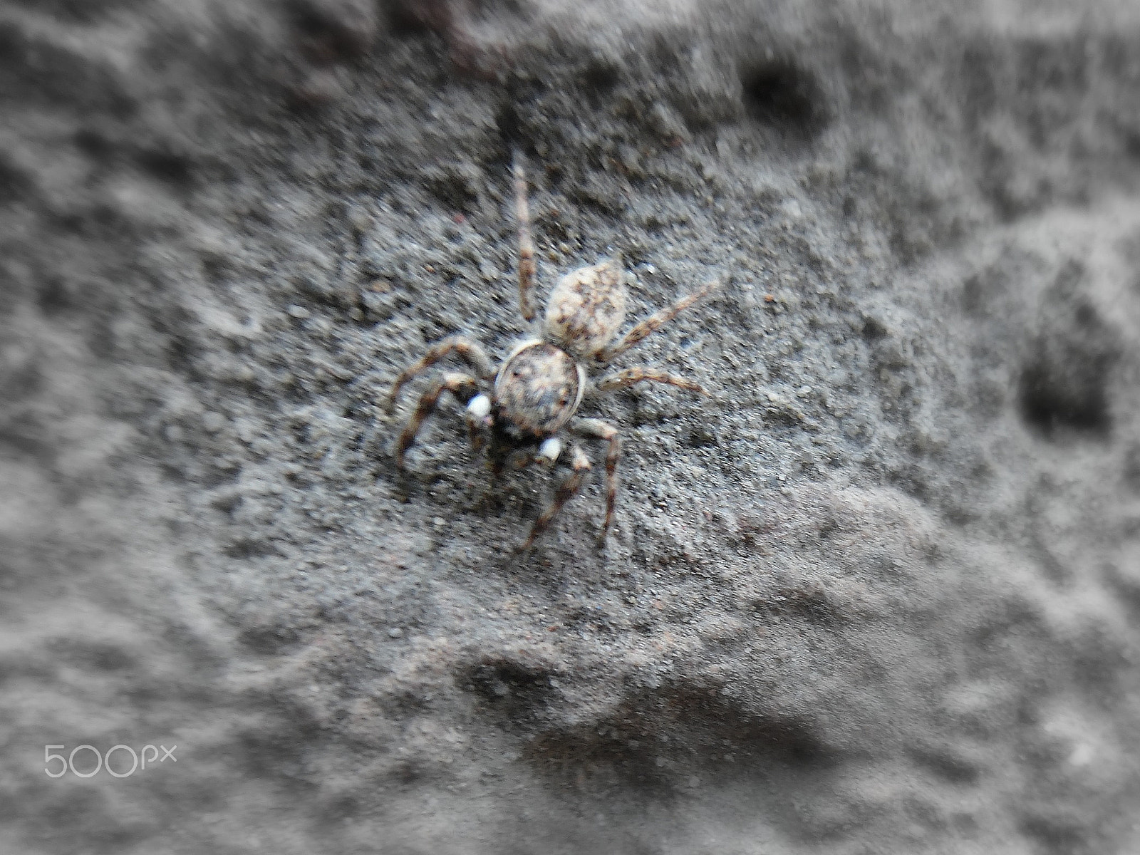 Samsung WB35F/WB36F/WB37F sample photo. Spider photography
