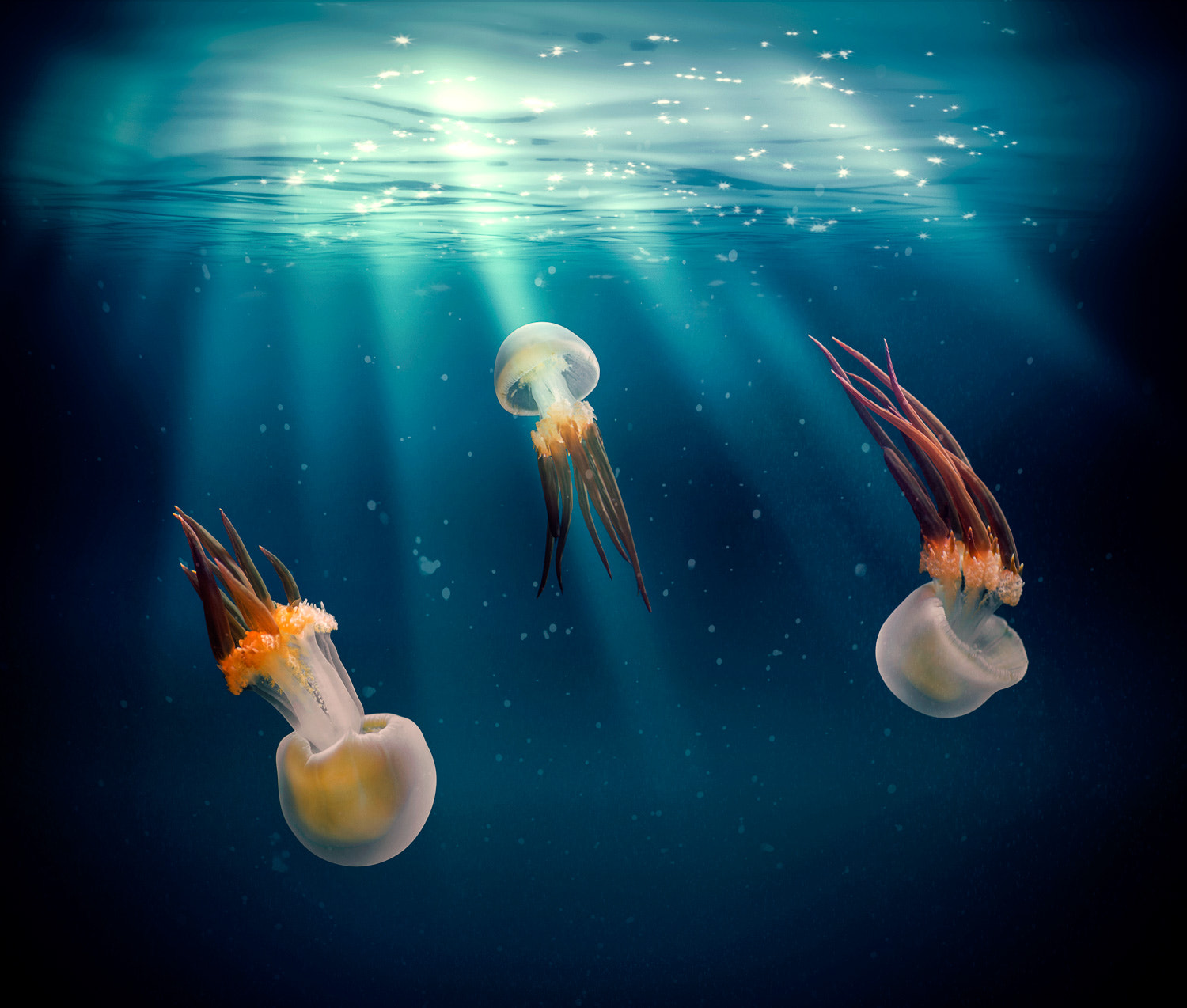 Canon EF 28mm F2.8 sample photo. Ocean underwater photography