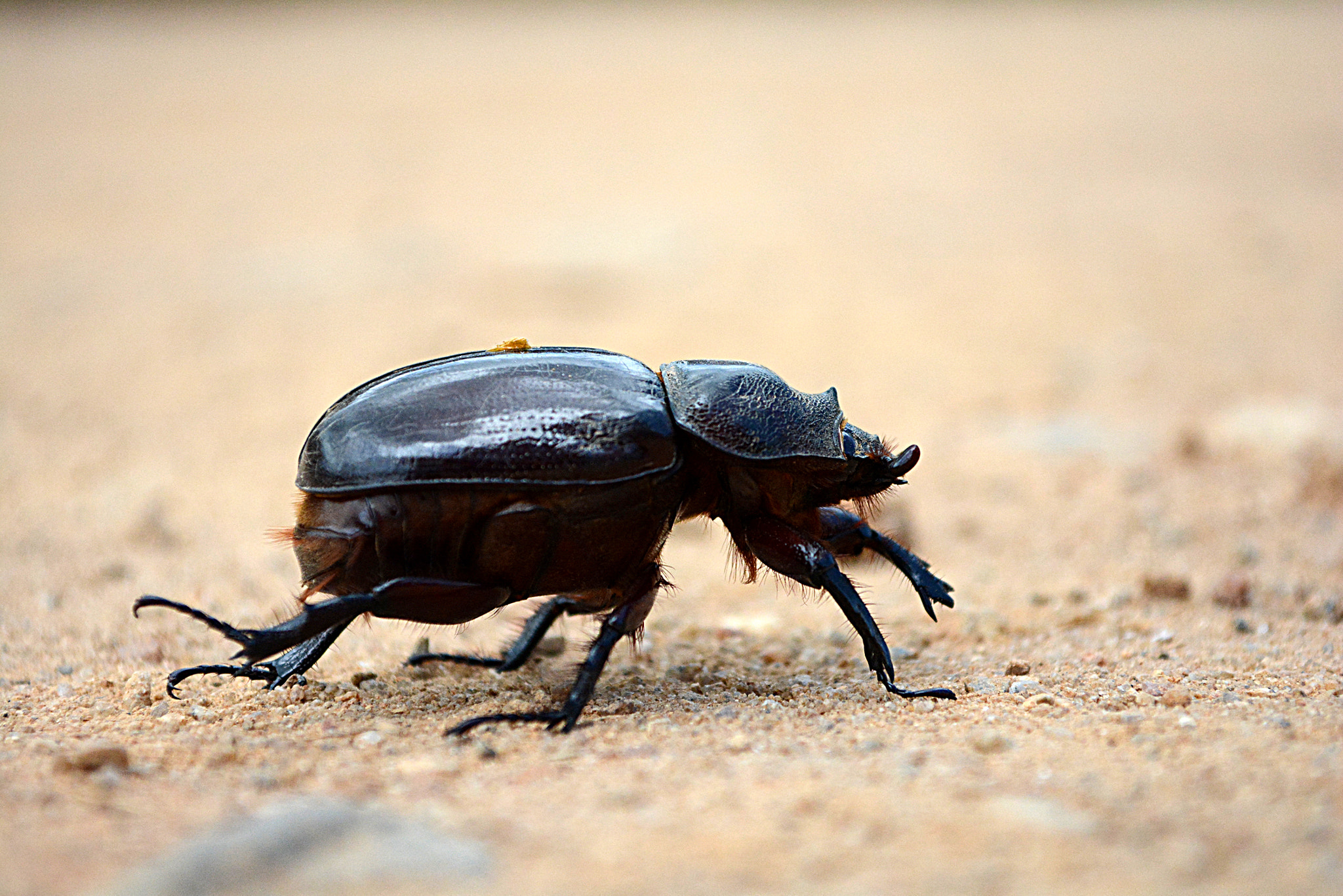 Nikon D5200 + Nikon AF Nikkor 35mm F2D sample photo. Besourão - big beetle photography